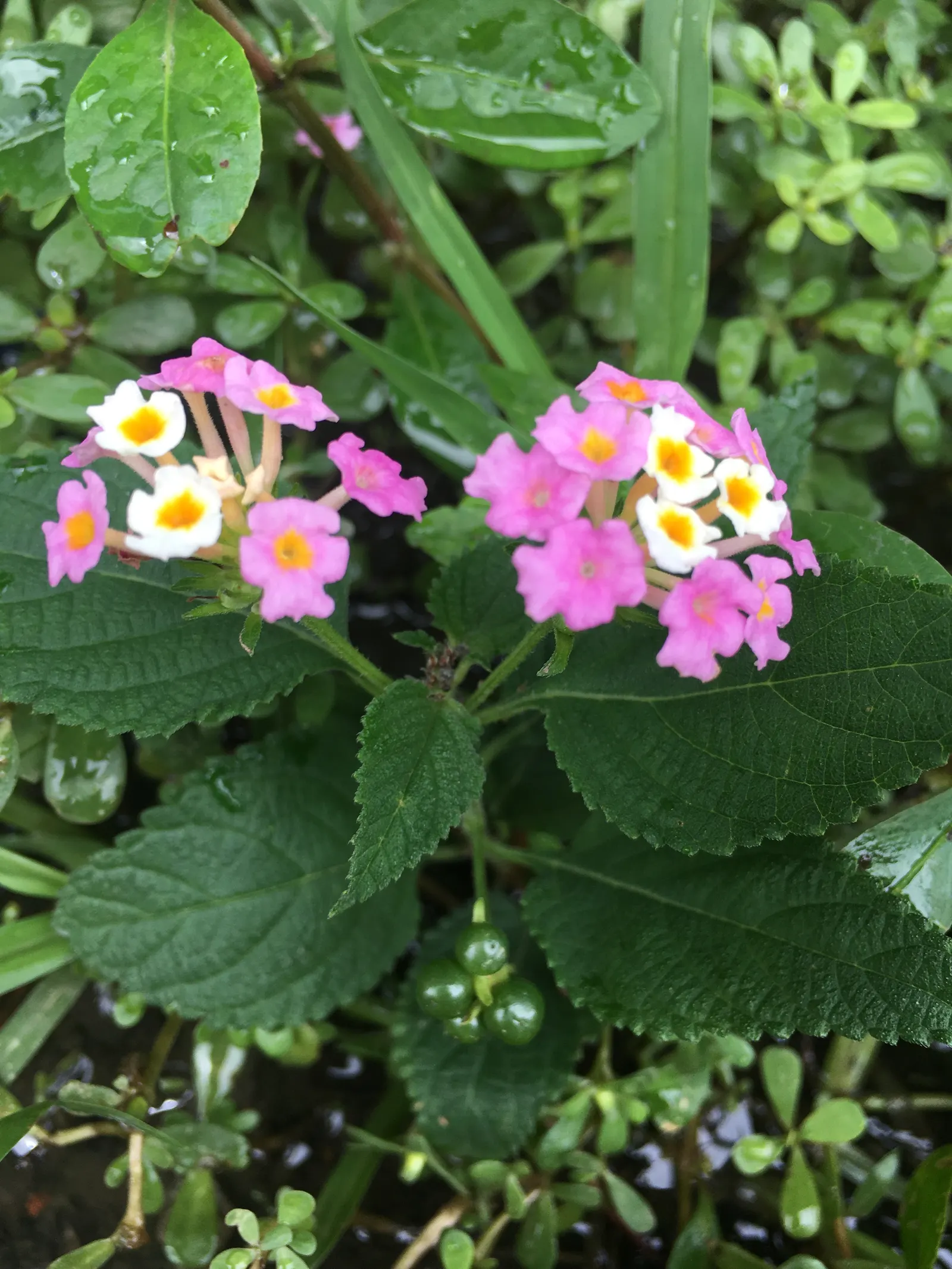 Pink Lantana (Lantana Camara 'Bandana Pink') — The Lantana camara 'Bandana Pink' is a vibrant perennial shrub; prefers full sun and well-draining, image 76