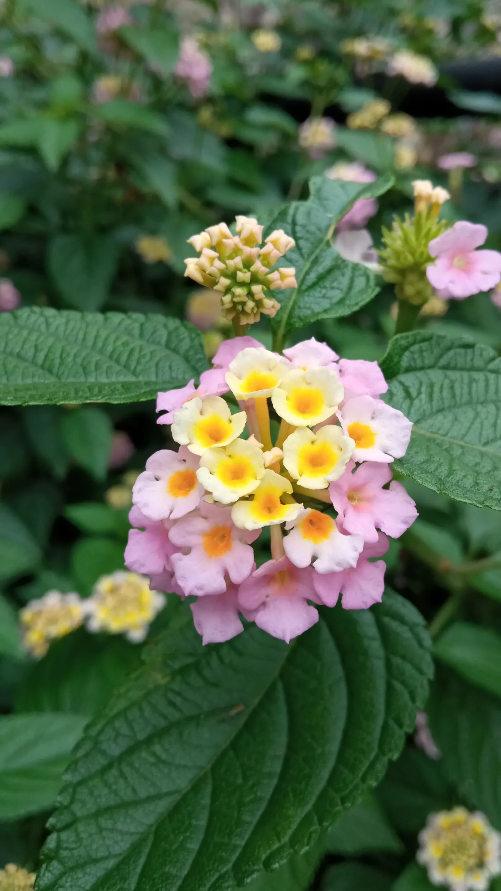 Pink Lantana (Lantana Camara 'Bandana Pink') — These flowers continually bloom from spring through fall; shrub with pink blooms, image 61