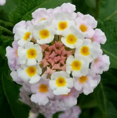 Pink Lantana (Lantana Camara 'Bandana Pink') — commonly referred to as Pink Lantana; it reaches up to 24-26 inches in height and spreads 20-24, image 83