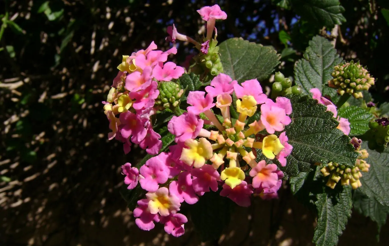 Pink Lantana (Lantana Camara 'Bandana Pink') — which makes it suitable for xeriscaping and for gardeners seeking low-maintenance landscaping options, image 69