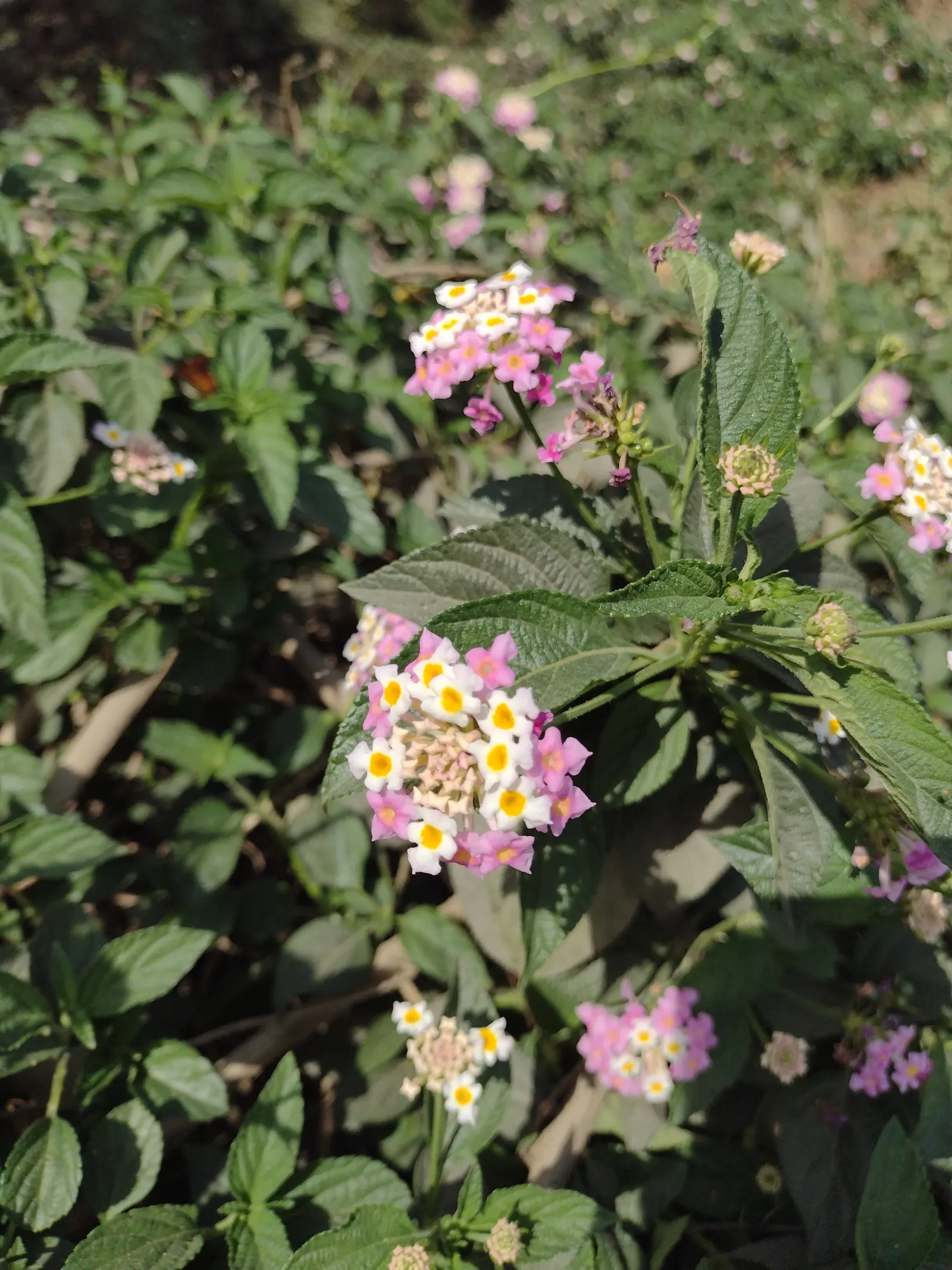 Pink Lantana (Lantana Camara 'Bandana Pink') — It reaches up to 24-26 inches in height and spreads 20-24 inches wide; pink Lantana requires minimal, image 53