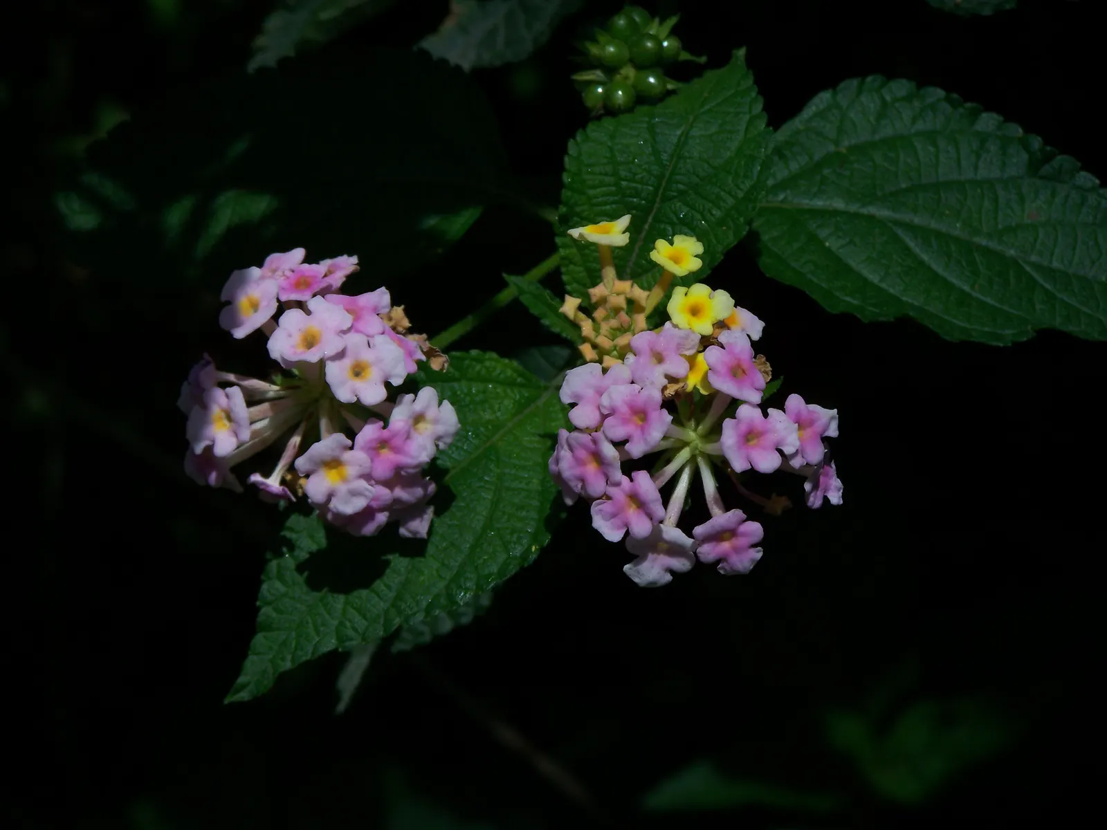 Pink Lantana (Lantana Camara 'Bandana Pink') — or as part of a mixed border; displaying clusters of bold pink flowers that attract pollinators, image 65
