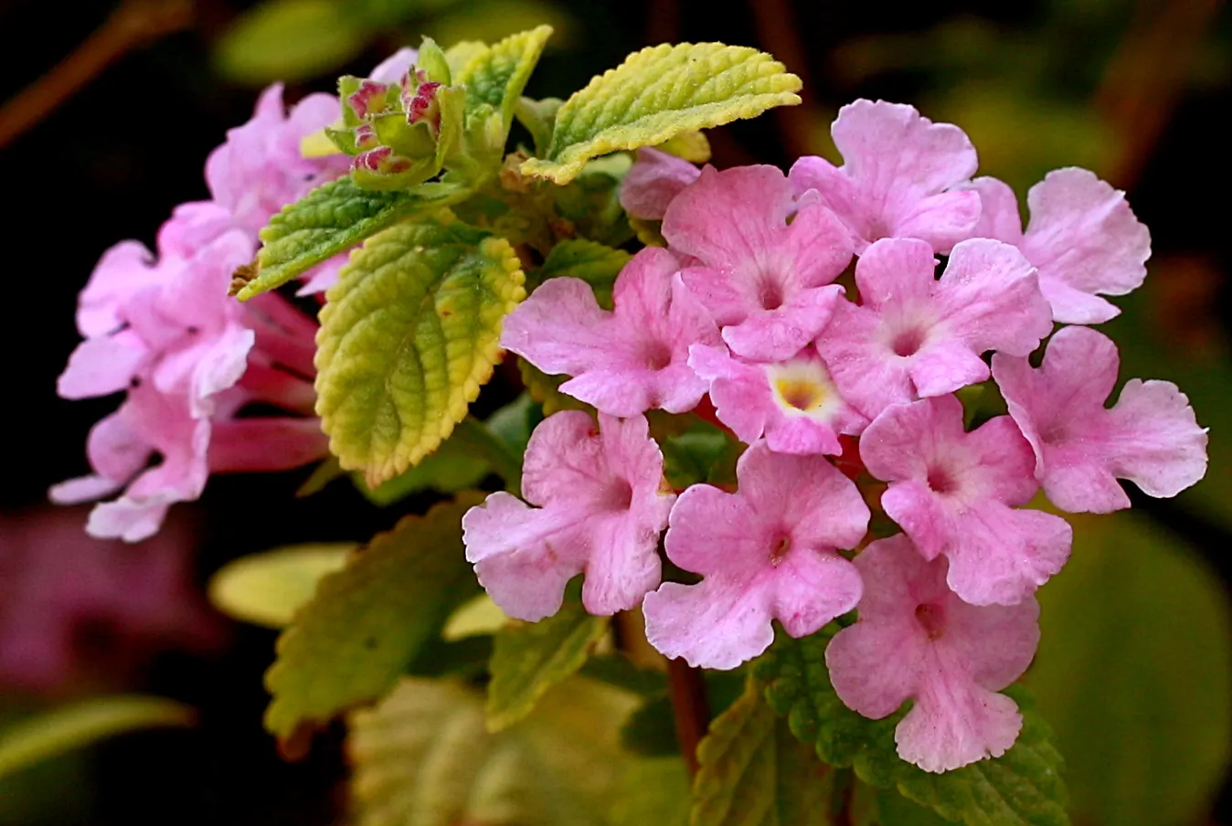 Pink Lantana (Lantana Camara 'Bandana Pink') — enticing a variety of pollinators; use in beds, borders, or containers for continuous summer color, image 87