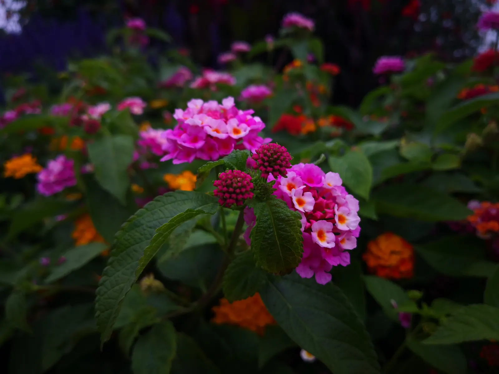 Pink Lantana (Lantana Camara 'Bandana Pink') — shrub with pink blooms; or as part of a mixed border