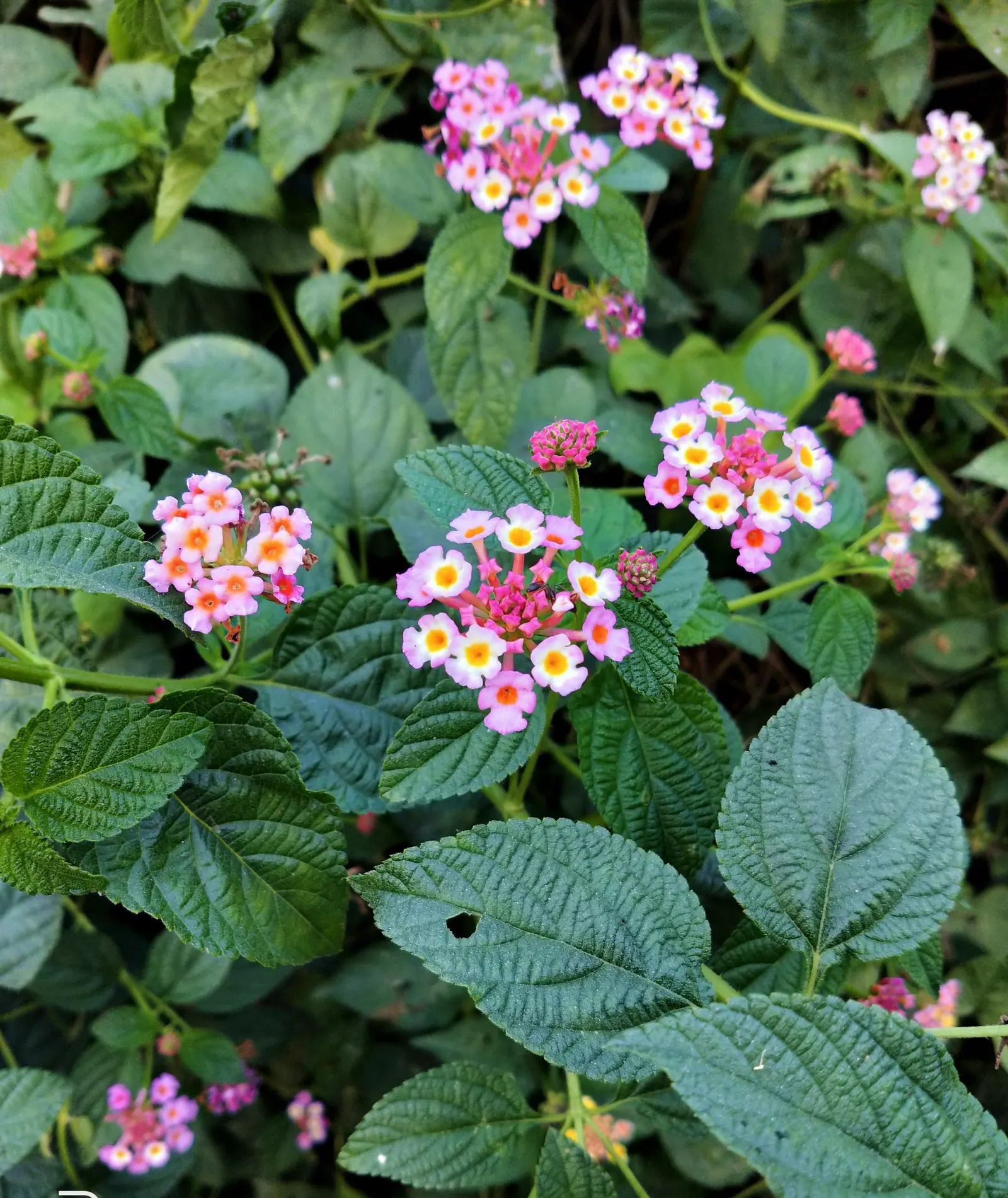 Pink Lantana (Lantana Camara 'Bandana Pink') — which makes it suitable for xeriscaping and for gardeners seeking low-maintenance landscaping options, image 44