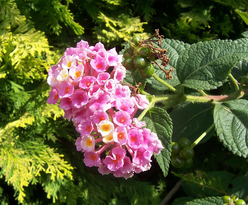 Pink Lantana (Lantana Camara 'Bandana Pink') — as it can be an irritant to sensitive skin; which makes it suitable for xeriscaping and for, image 71