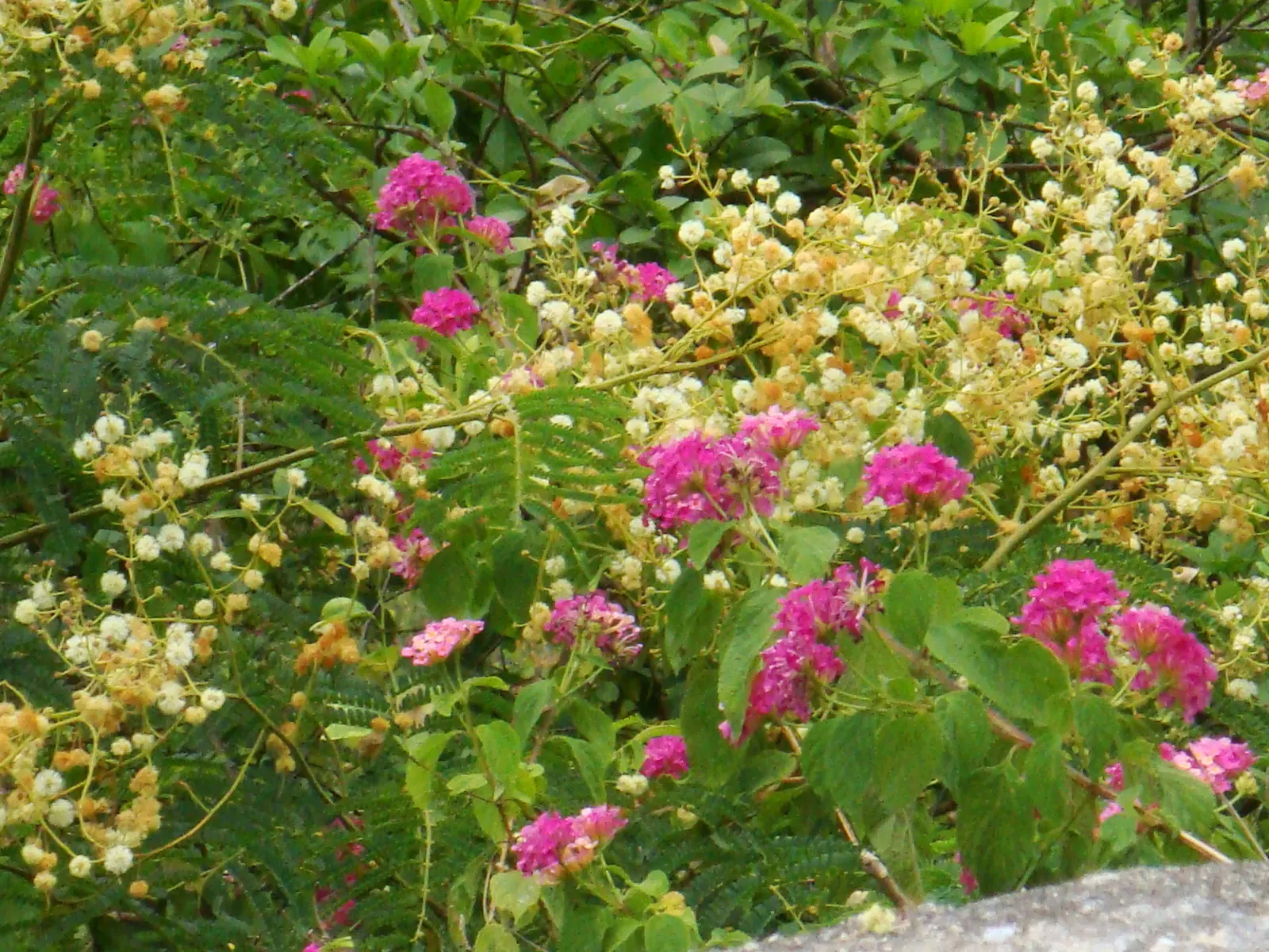 Pink Lantana (Lantana Camara 'Bandana Pink') — The Lantana camara 'Bandana Pink' is a vibrant perennial shrub; prefers full sun and well-draining soil