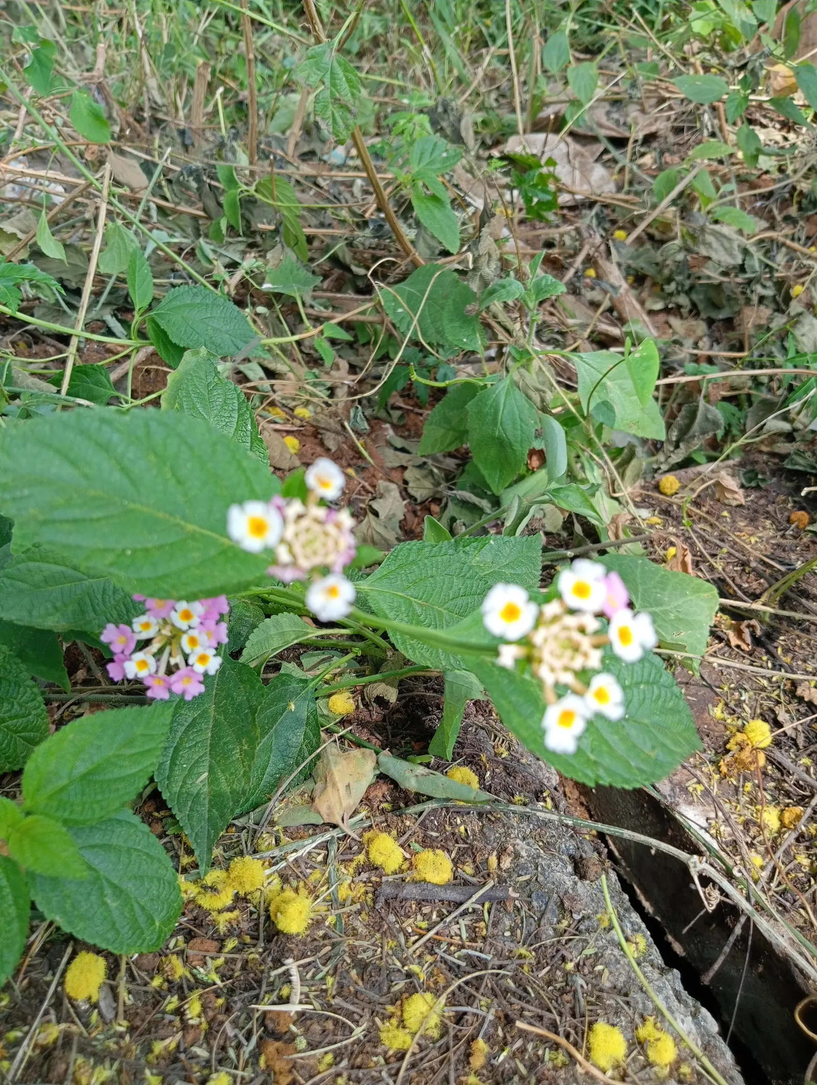 Pink Lantana (Lantana Camara 'Bandana Pink') — Pink Lantana's compact growth habit makes it ideal for use as ground cover; it is advisable to wear, image 64