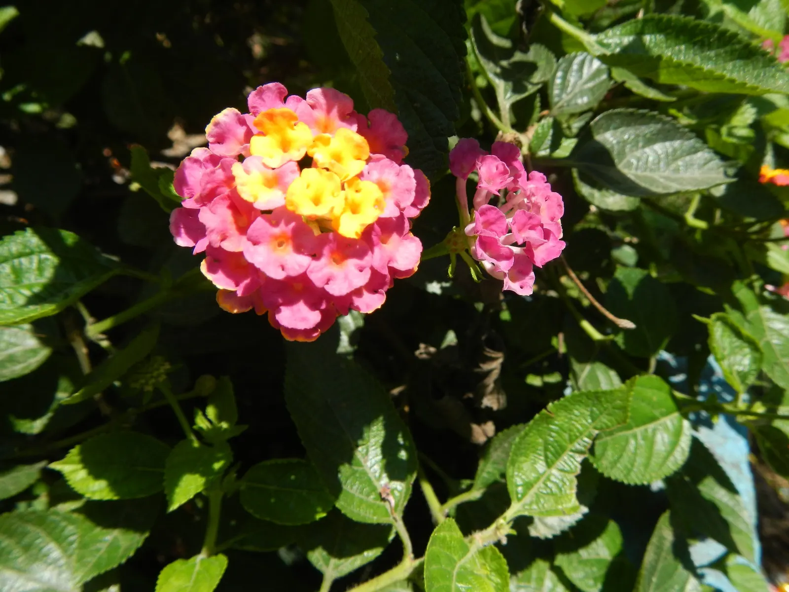 Pink Lantana (Lantana Camara 'Bandana Pink') — These flowers continually bloom from spring through fall