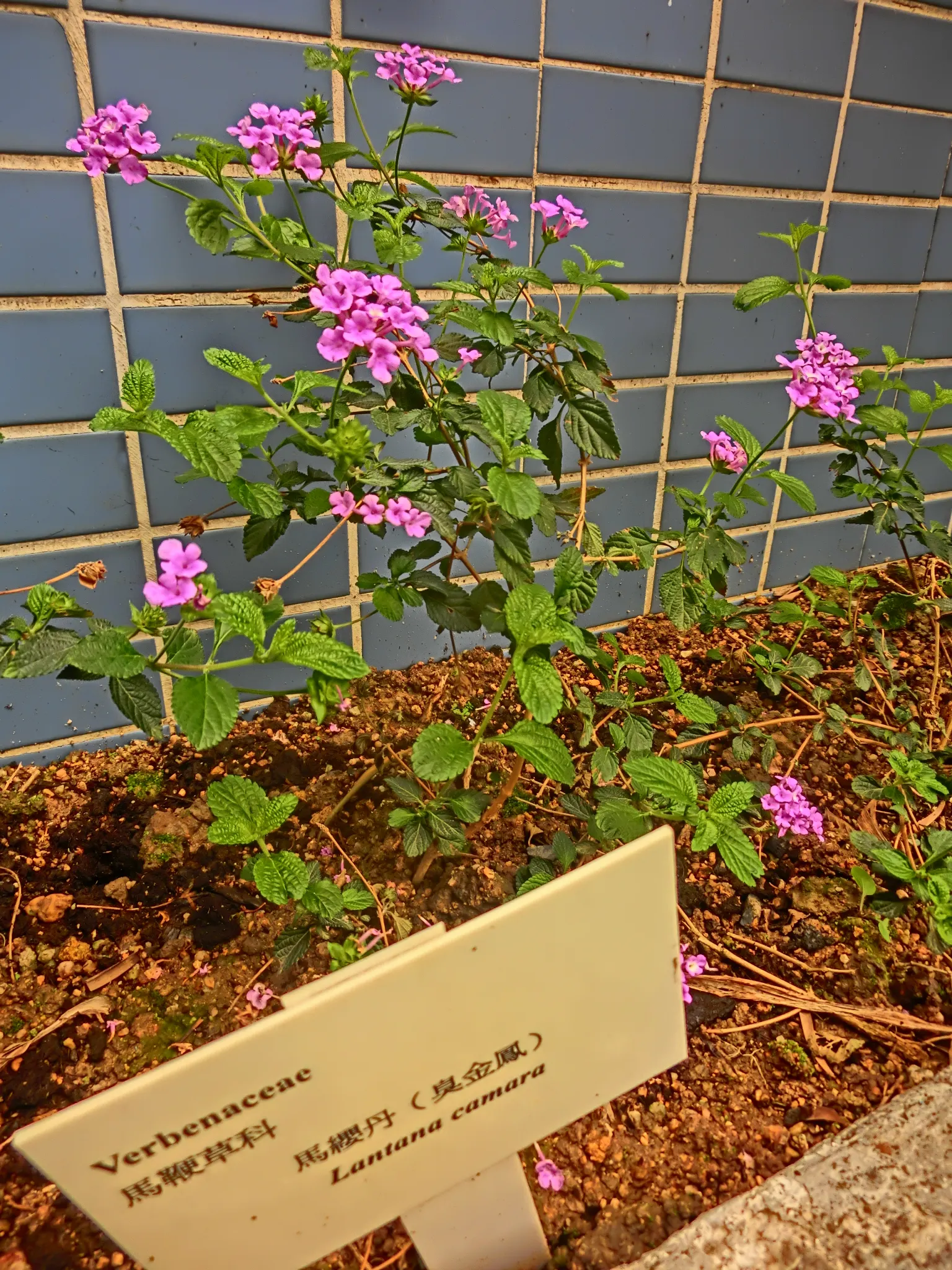 Pink Lantana (Lantana Camara 'Bandana Pink') — and all parts of the plant are toxic if ingested; the Lantana camara 'Bandana Pink' is a vibrant perennial shrub