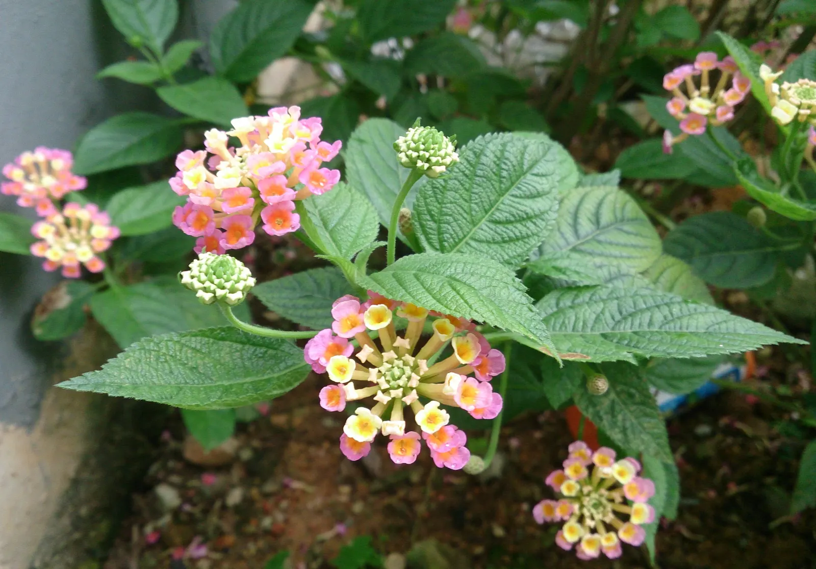 Pink Lantana (Lantana Camara 'Bandana Pink') — Being drought-tolerant once established; it thrives in full sun environments, image 67