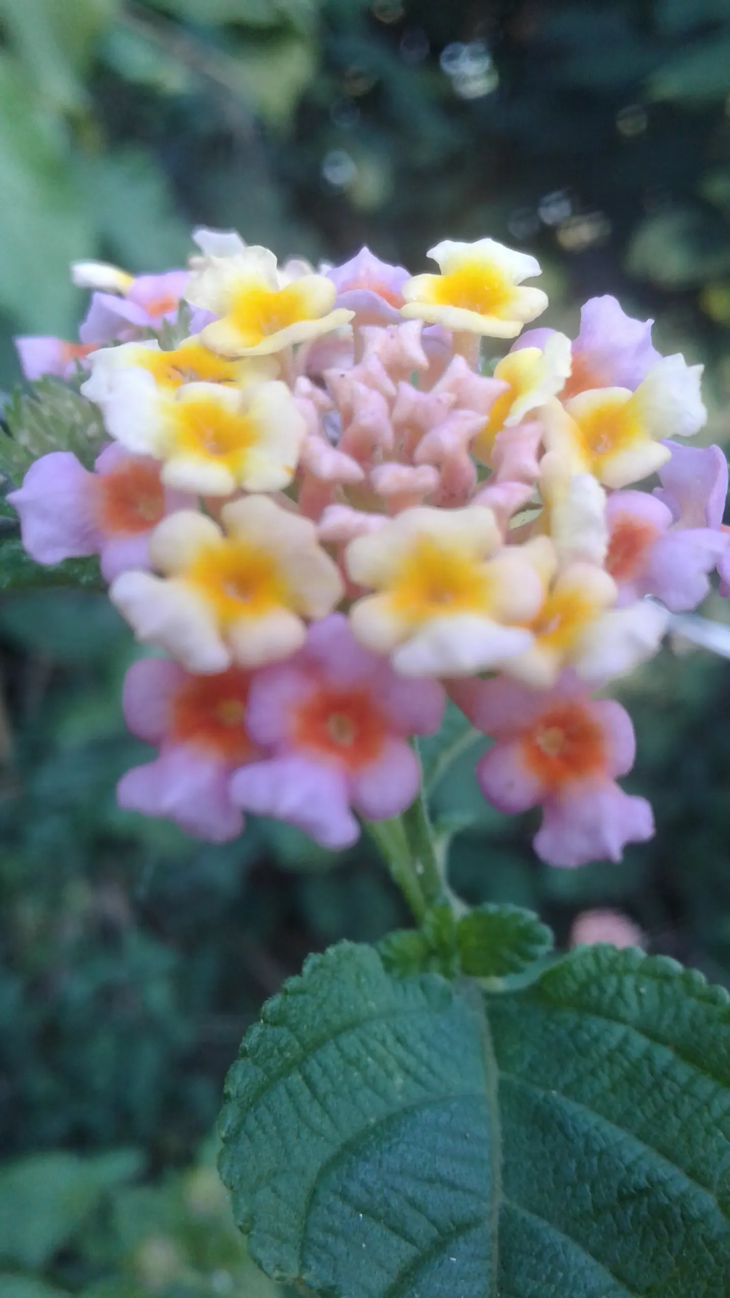 Pink Lantana (Lantana Camara 'Bandana Pink') — Use in beds, borders, or containers for continuous summer color