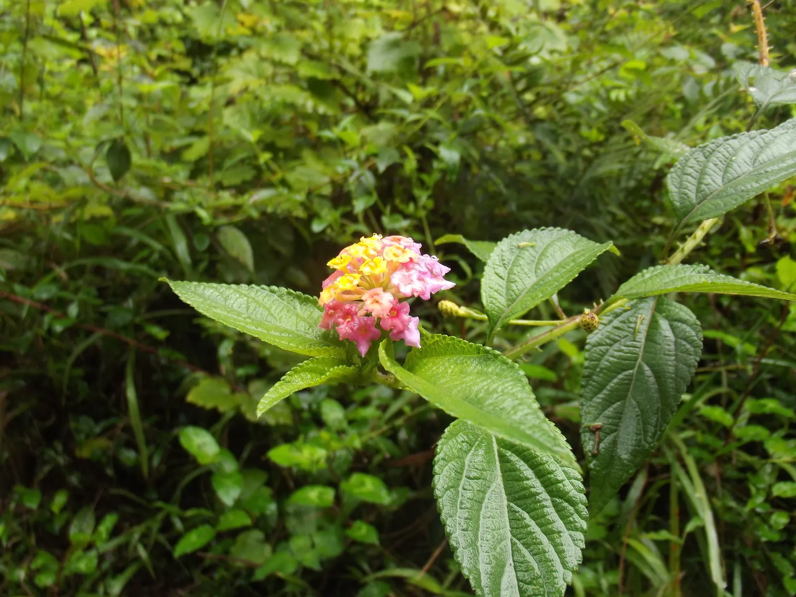 Pink Lantana (Lantana Camara 'Bandana Pink') — It thrives in full sun environments; tubular flowers that exhibit a cheerful palette of pink hues