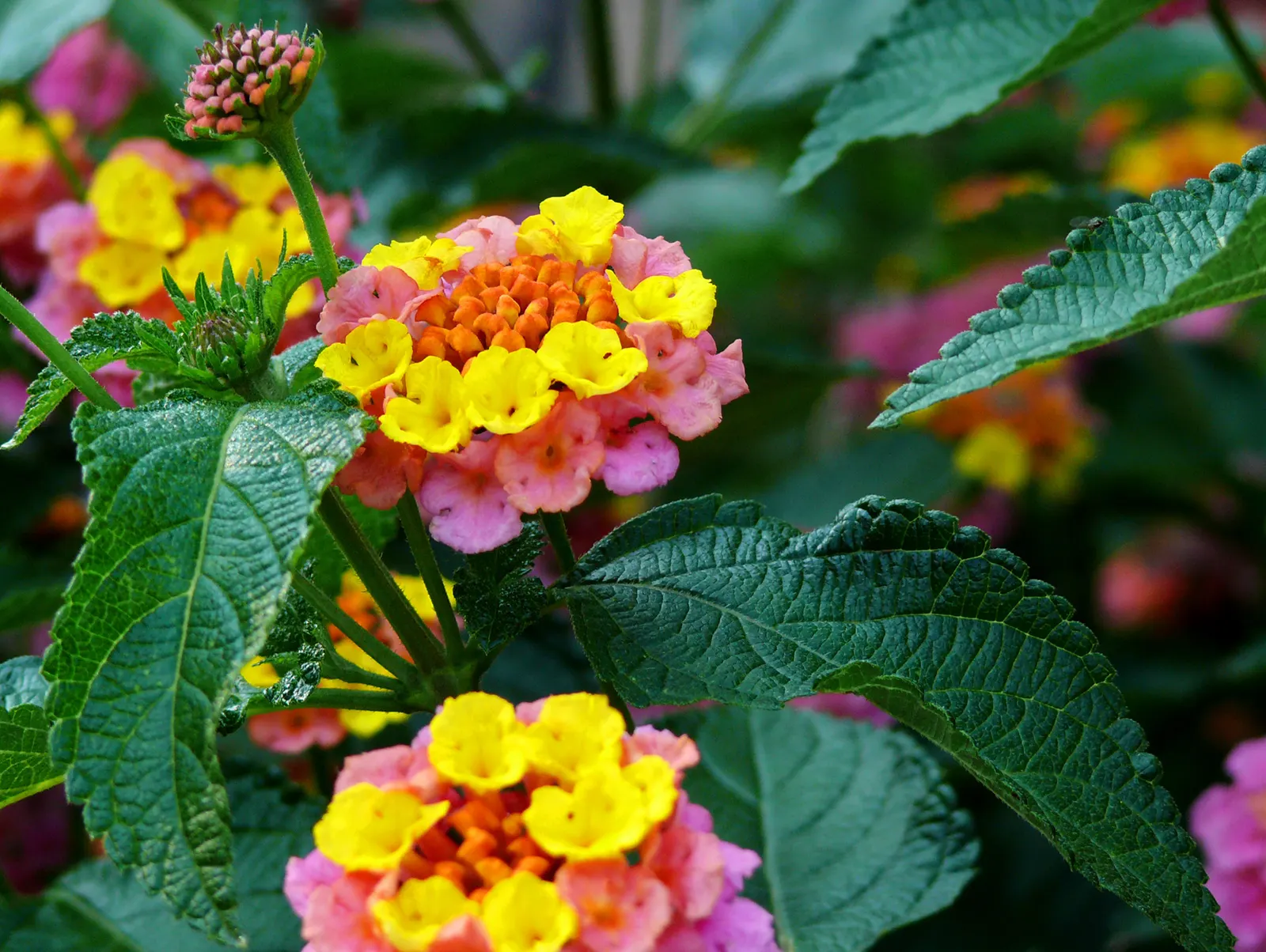 Pink Lantana (Lantana Camara 'Bandana Pink') — including butterflies and bees, image 38