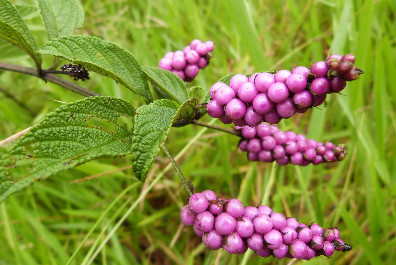Pink Lantana (Lantana Camara 'Bandana Pink') — Use in beds, borders, or containers for continuous summer color; pink Lantana's compact growth habit, image 56