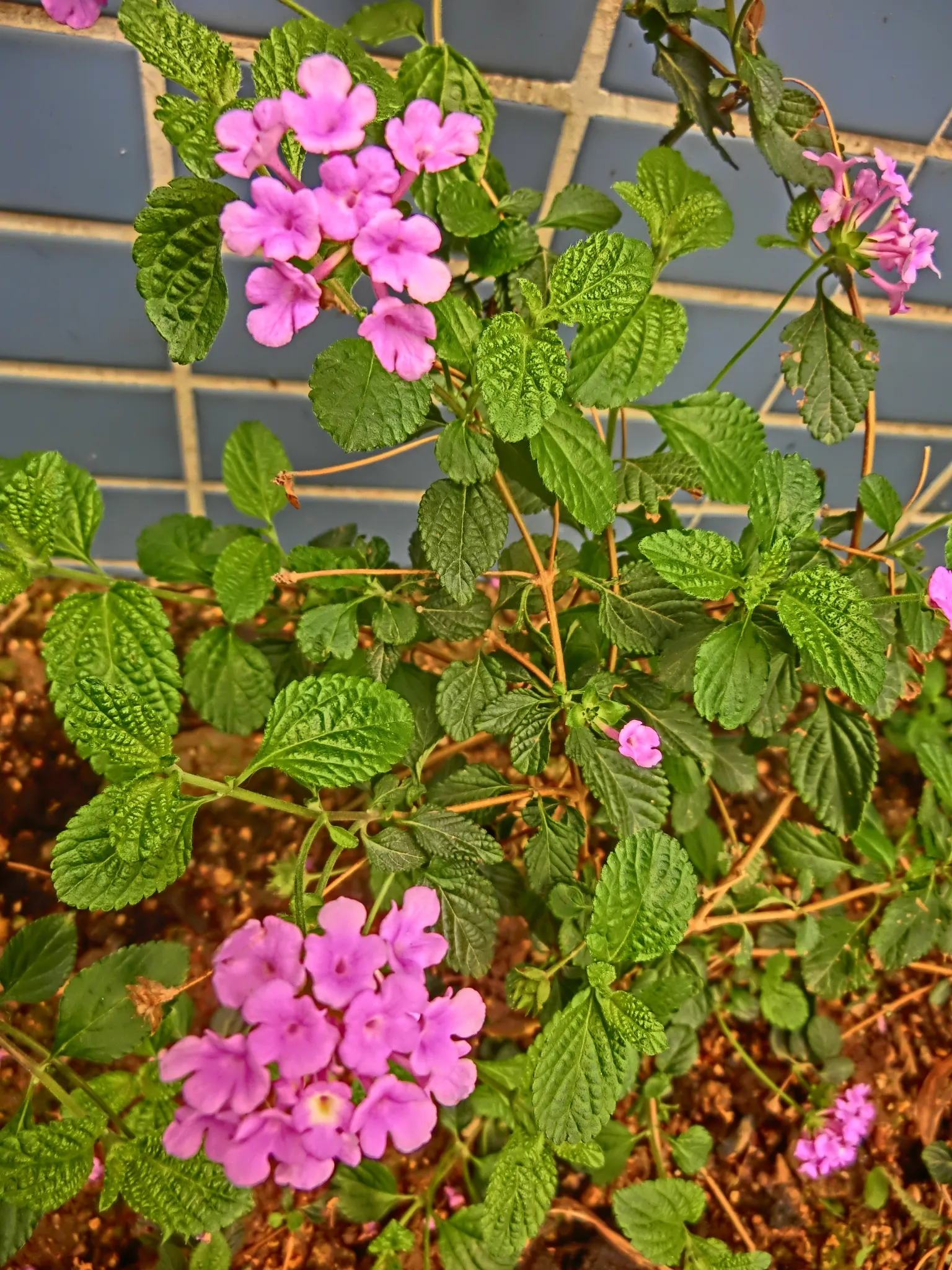 Pink Lantana (Lantana Camara 'Bandana Pink') — It reaches up to 24-26 inches in height and spreads 20-24 inches wide; pink Lantana requires minimal, image 78