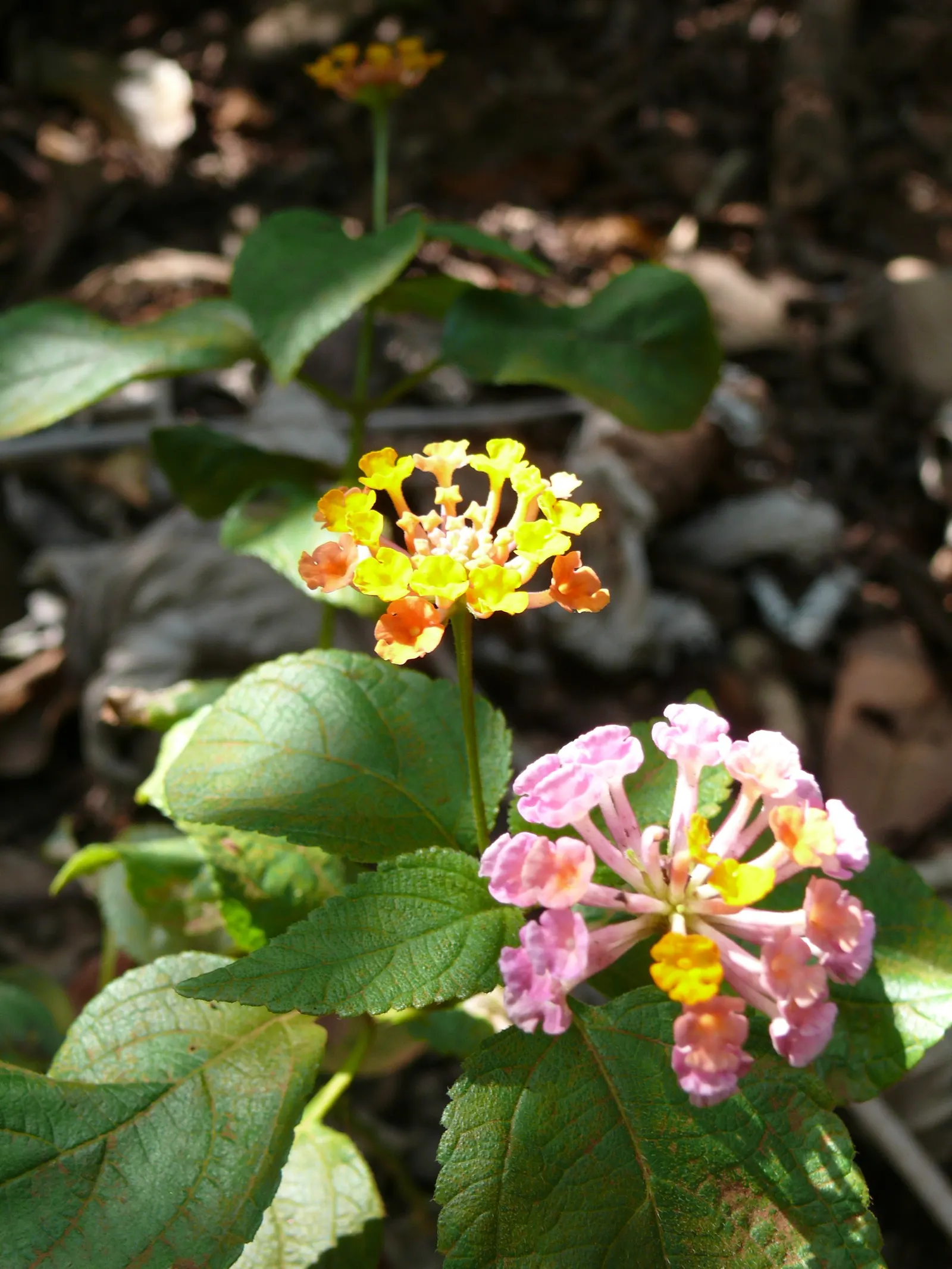 Pink Lantana (Lantana Camara 'Bandana Pink') — Being drought-tolerant once established