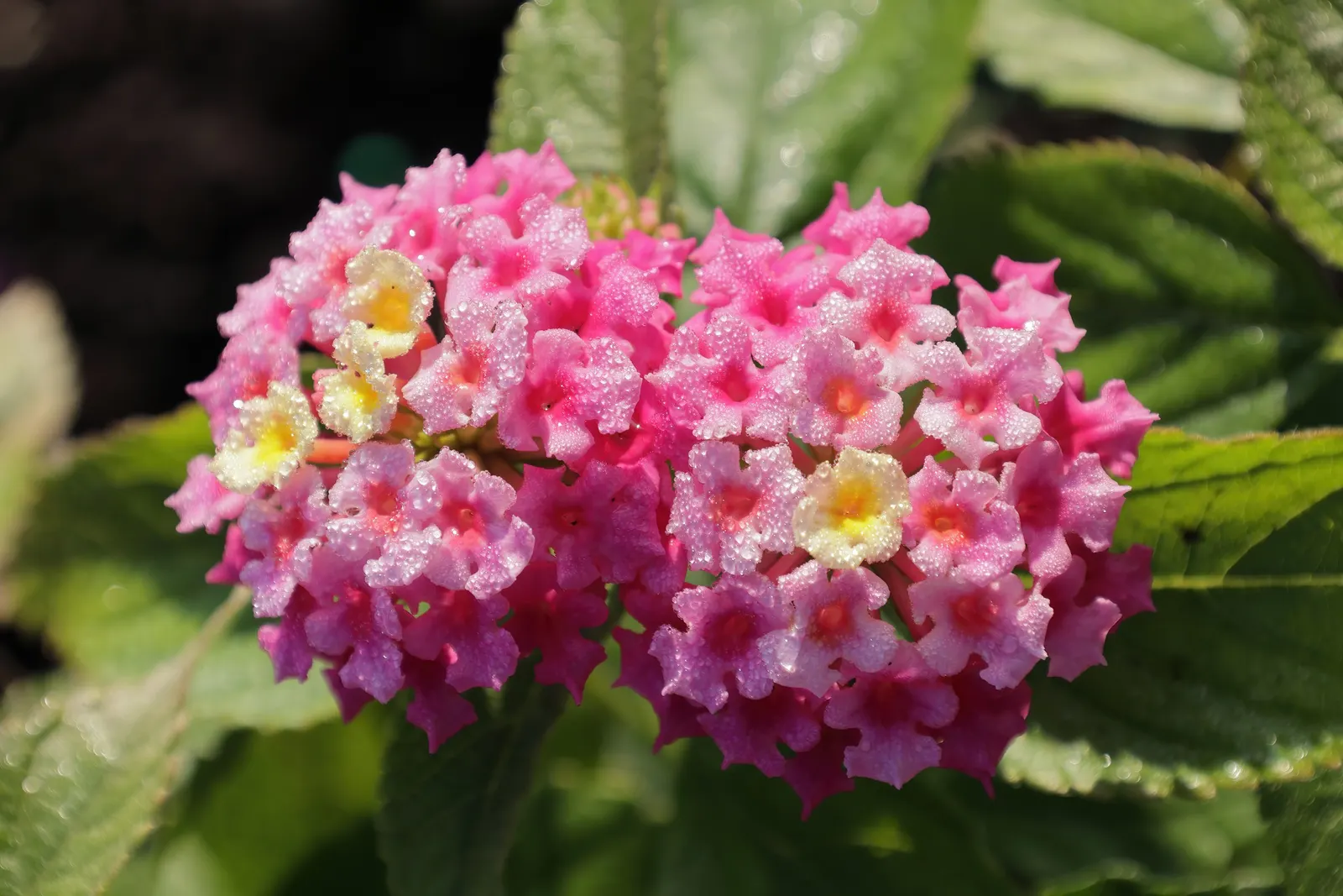 Pink Lantana (Lantana Camara 'Bandana Pink') — commonly referred to as Pink Lantana