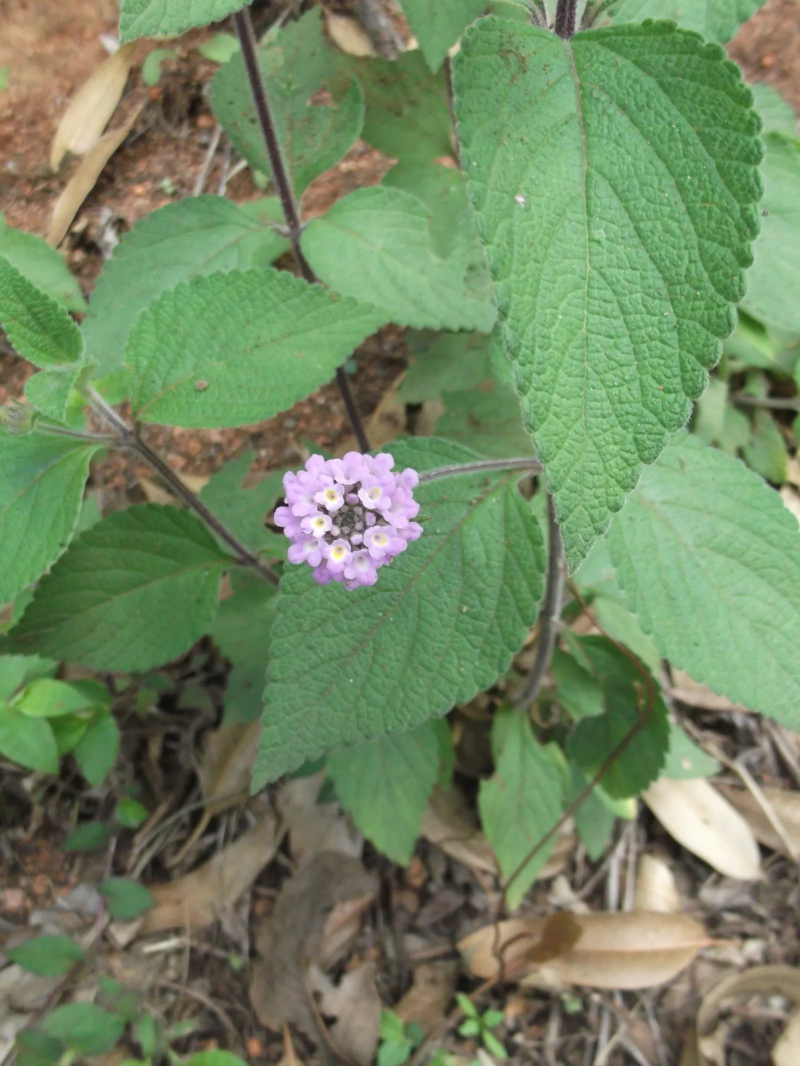 Pink Lantana (Lantana Camara 'Bandana Pink') — as it can be an irritant to sensitive skin; which makes it suitable for xeriscaping and for gardeners seeking