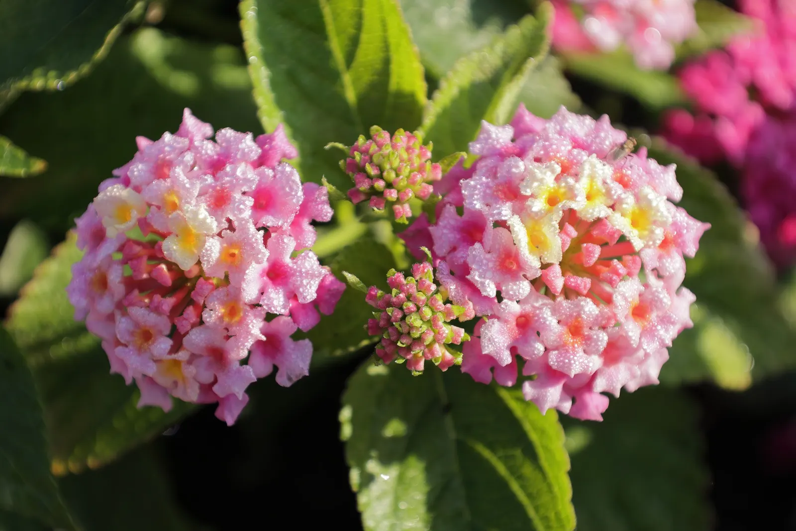 Pink Lantana (Lantana Camara 'Bandana Pink') — It reaches up to 24-26 inches in height and spreads 20-24 inches wide
