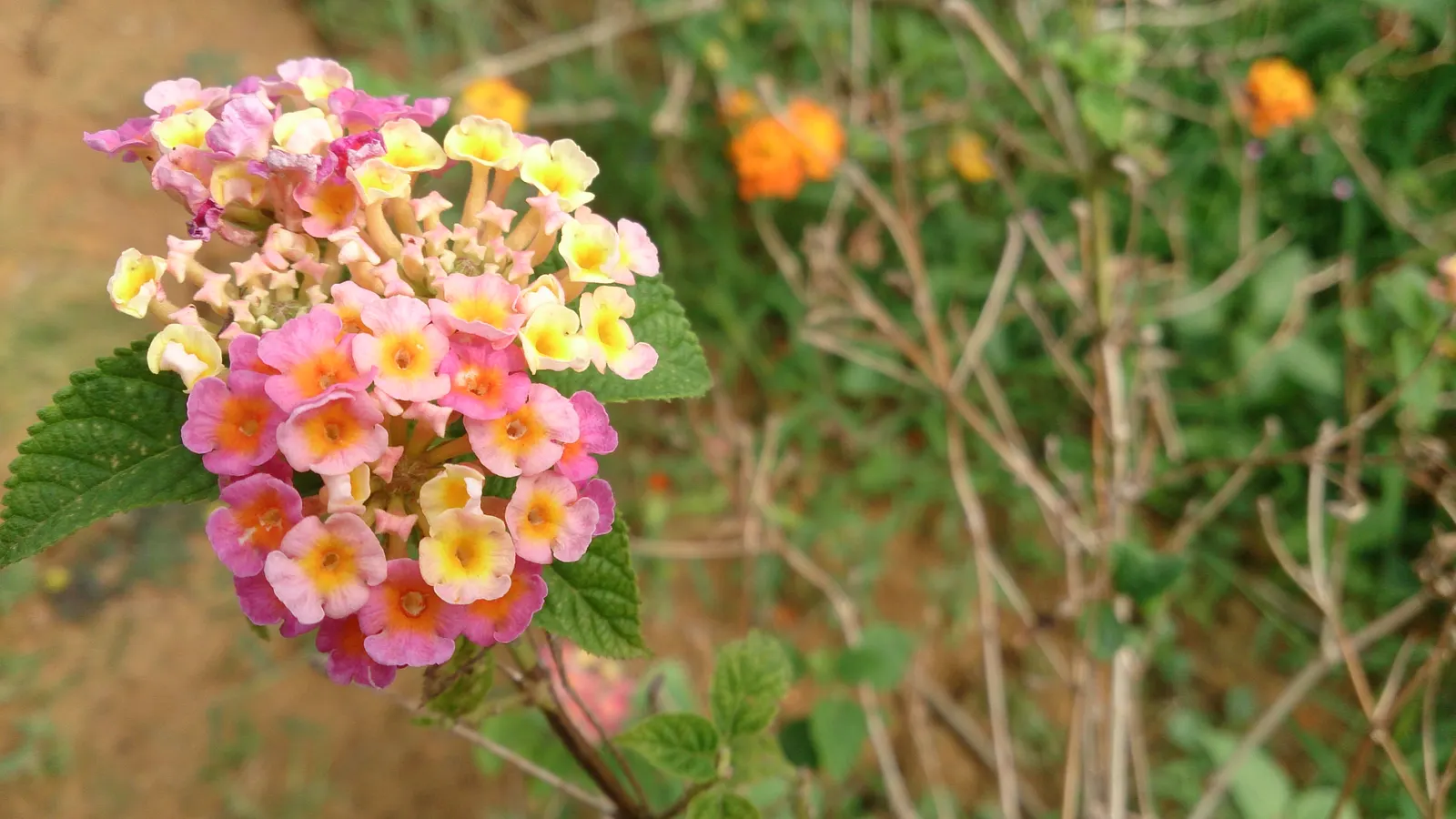 Pink Lantana (Lantana Camara 'Bandana Pink') — and all parts of the plant are toxic if ingested; the Lantana camara 'Bandana Pink' is a vibrant, image 72