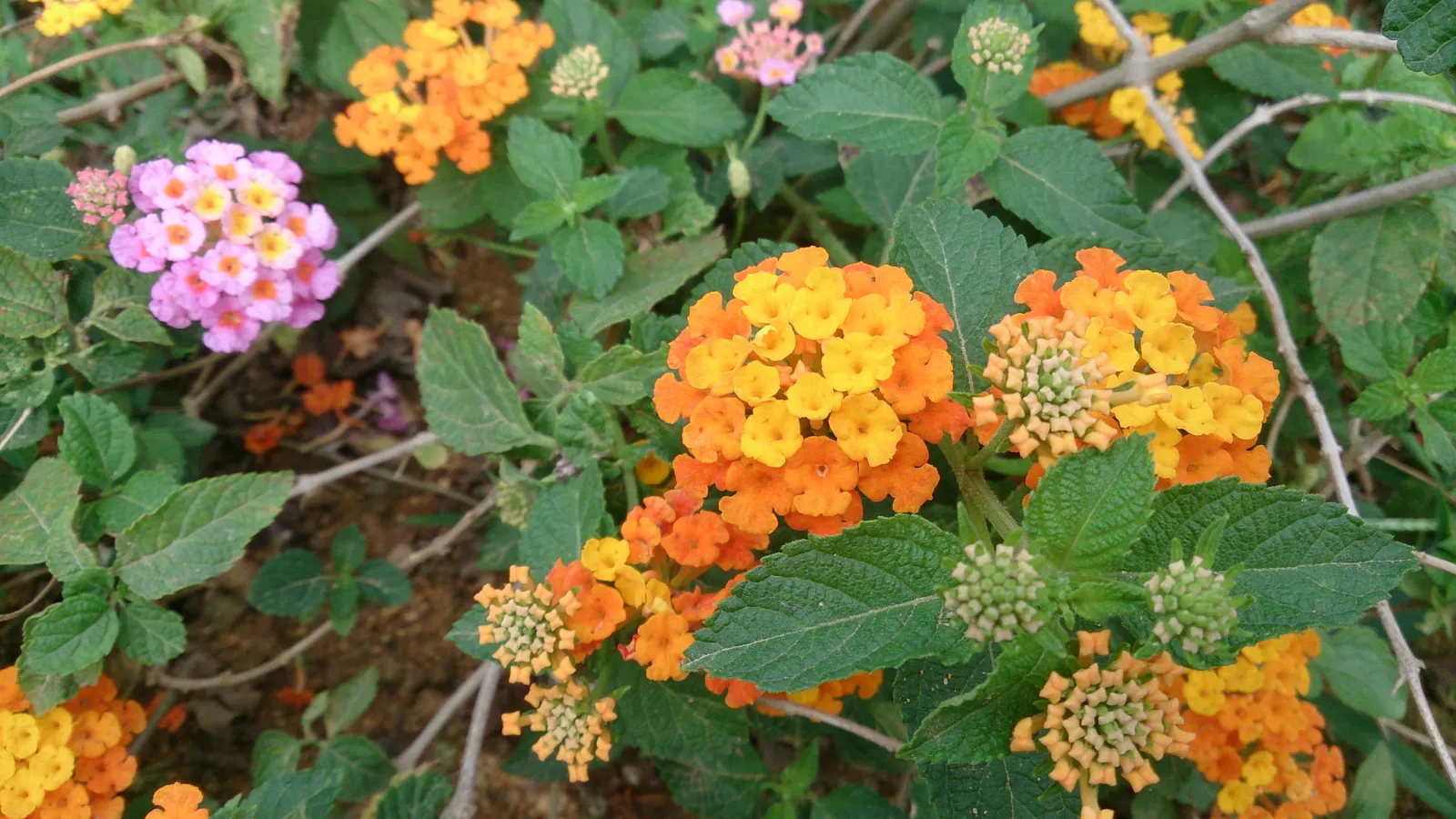Pink Lantana (Lantana Camara 'Bandana Pink') — displaying clusters of bold pink flowers that attract pollinators; these flowers continually bloom, image 77