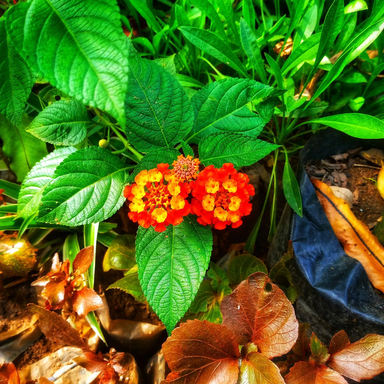 Pink Lantana (Lantana Camara 'Bandana Pink') — as it can be an irritant to sensitive skin