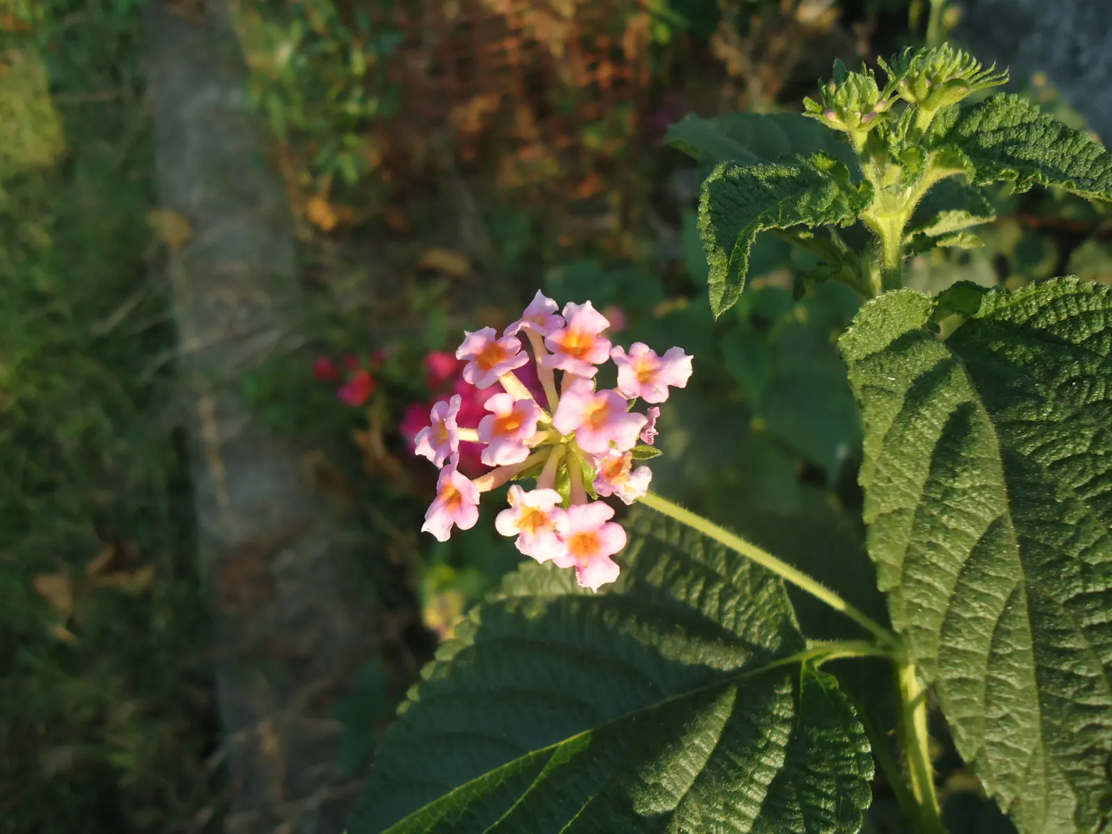 Pink Lantana (Lantana Camara 'Bandana Pink') — or as part of a mixed border