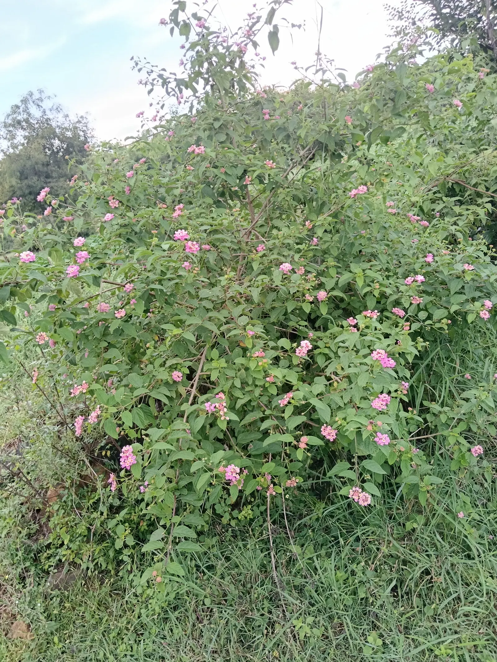 Pink Lantana (Lantana Camara 'Bandana Pink') — Being drought-tolerant once established; it thrives in full sun environments
