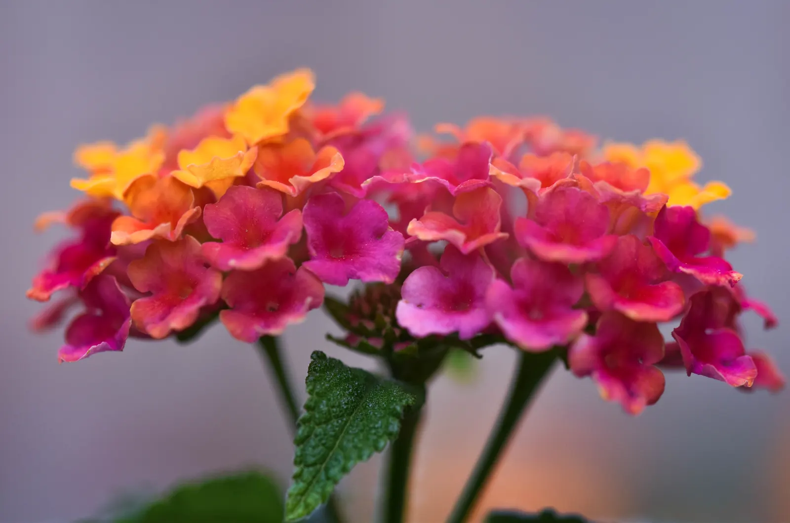 Pink Lantana (Lantana Camara 'Bandana Pink') — Pink Lantana's compact growth habit makes it ideal for use as ground cover; it is advisable to wear gloves when
