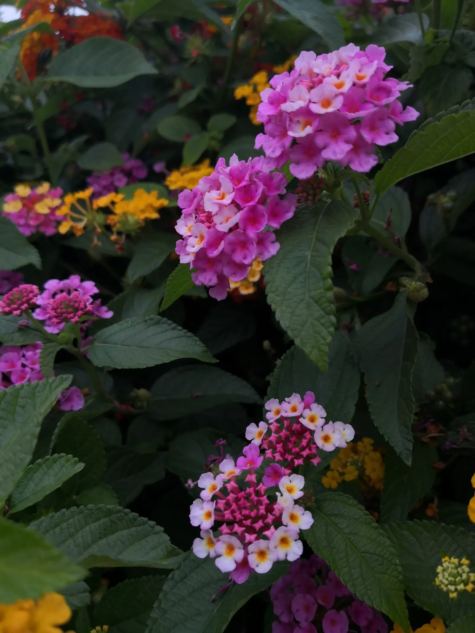 Pink Lantana (Lantana Camara 'Bandana Pink') — Prefers full sun and well-draining soil; shrub for full
