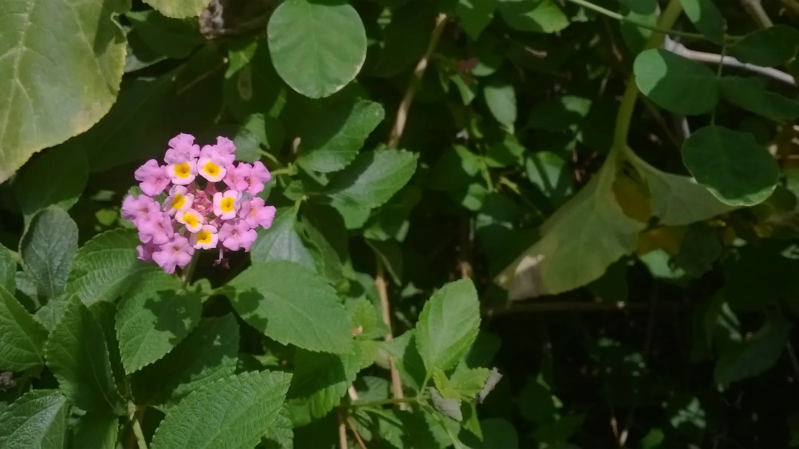 Pink Lantana (Lantana Camara 'Bandana Pink') — enticing a variety of pollinators; use in beds, borders, or containers for continuous summer color, image 62