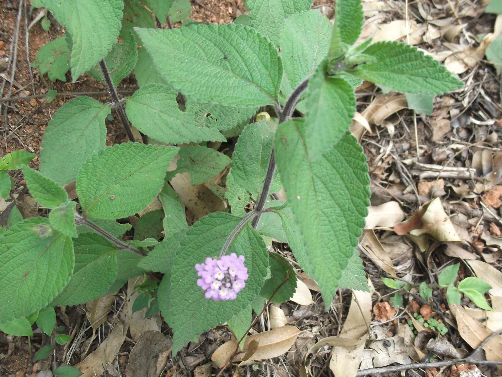 Pink Lantana (Lantana Camara 'Bandana Pink') — Prefers full sun and well-draining soil; shrub for full, image 54
