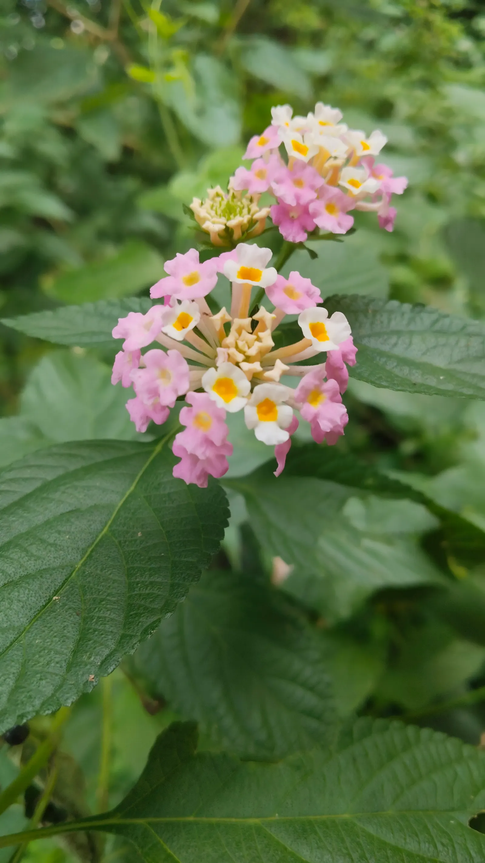 Pink Lantana (Lantana Camara 'Bandana Pink') — commonly referred to as Pink Lantana; it reaches up to 24-26 inches in height and spreads 20-24, image 58