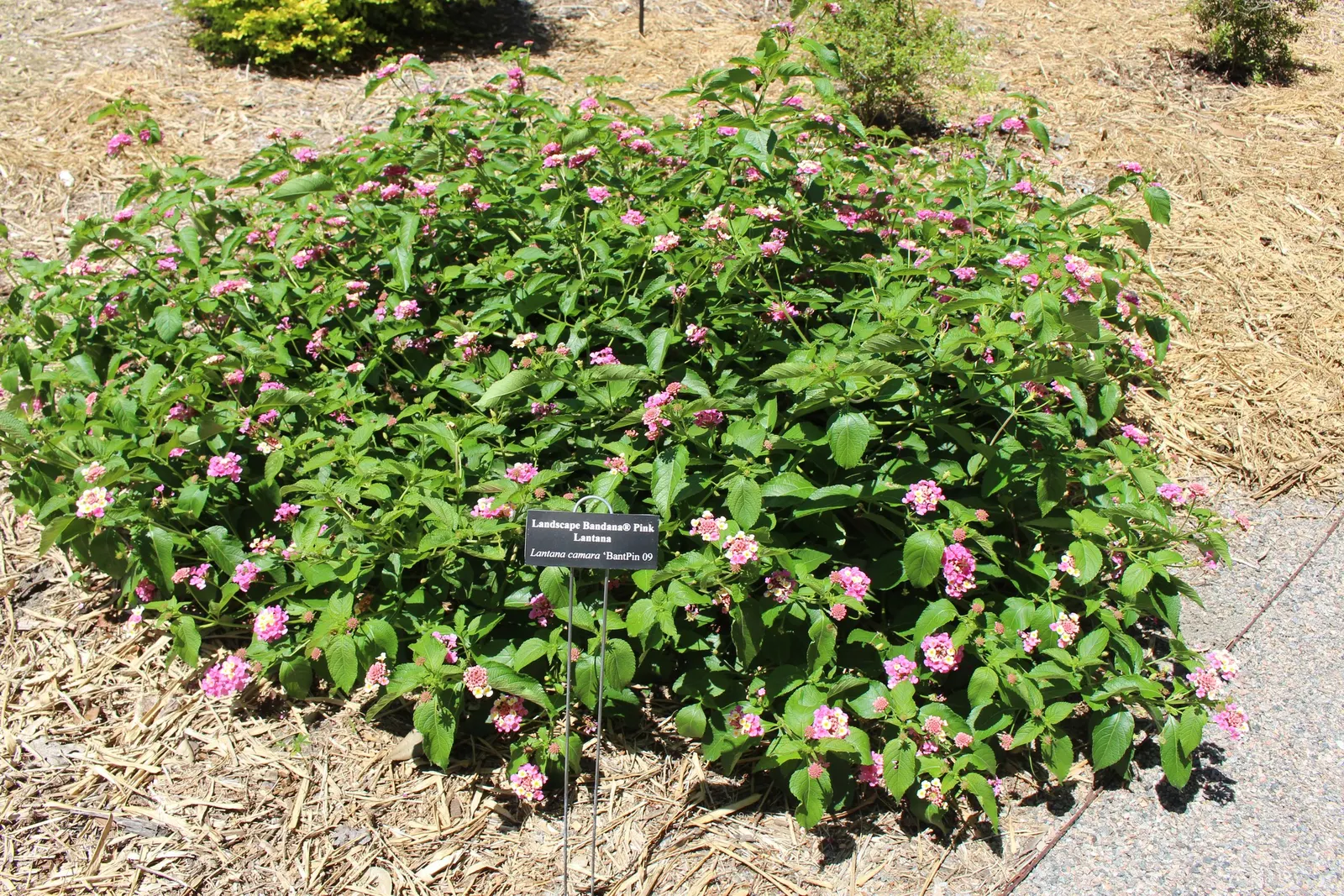 Pink Lantana (Lantana Camara 'Bandana Pink') — Hardy in USDA zones 9-11, it can be treated as an annual in cooler regions