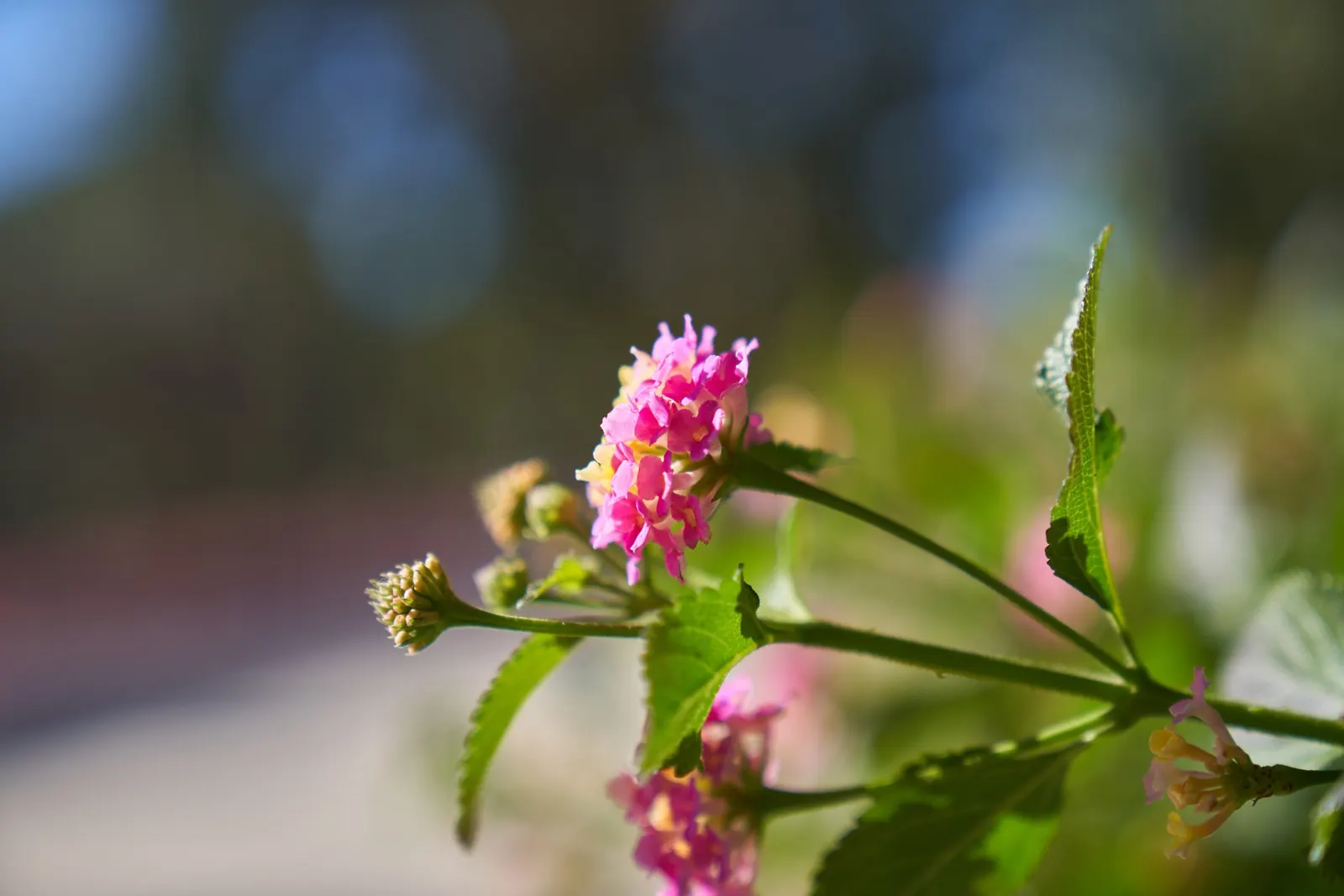 Pink Lantana (Lantana Camara 'Bandana Pink') — Hardy in USDA zones 9-11, it can be treated as an annual in cooler regions; as it can be an irritant, image 82