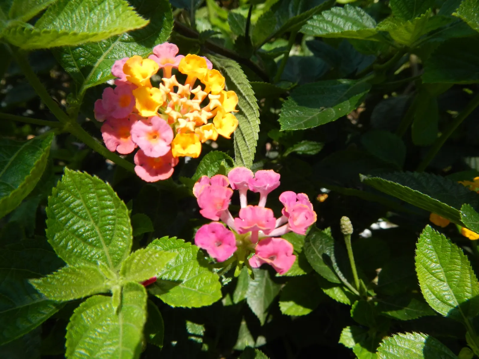 Pink Lantana (Lantana Camara 'Bandana Pink') — displaying clusters of bold pink flowers that attract pollinators