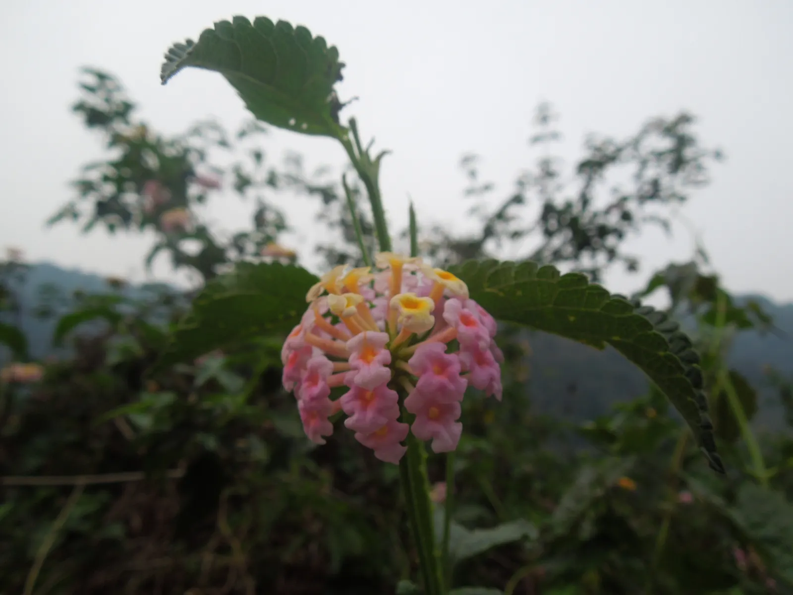 Pink Lantana (Lantana Camara 'Bandana Pink') — which may transition into a lighter shade with age; being drought-tolerant once established, image 85