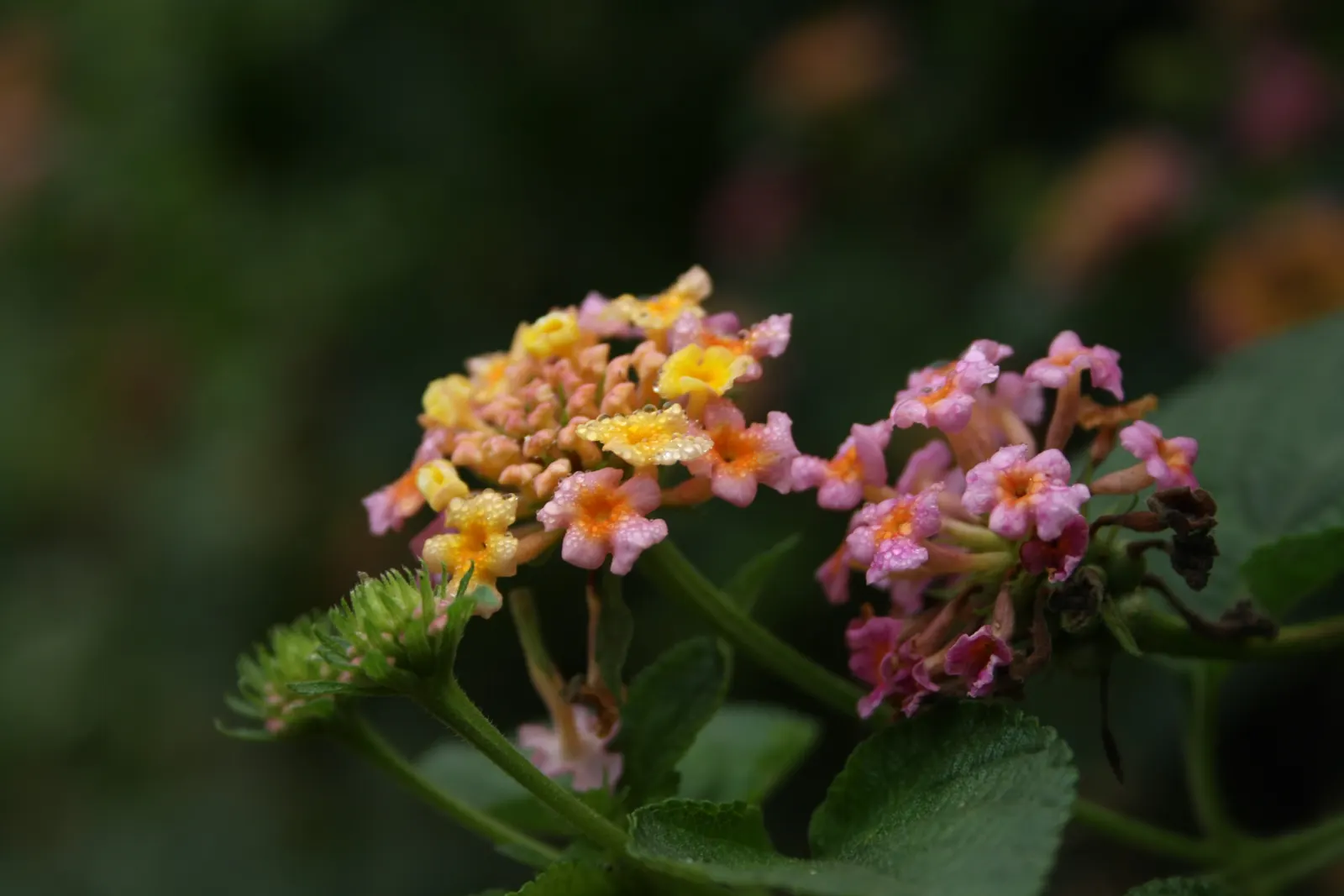 Pink Lantana (Lantana Camara 'Bandana Pink') — Use in beds, borders, or containers for continuous summer color; pink Lantana's compact growth habit makes it