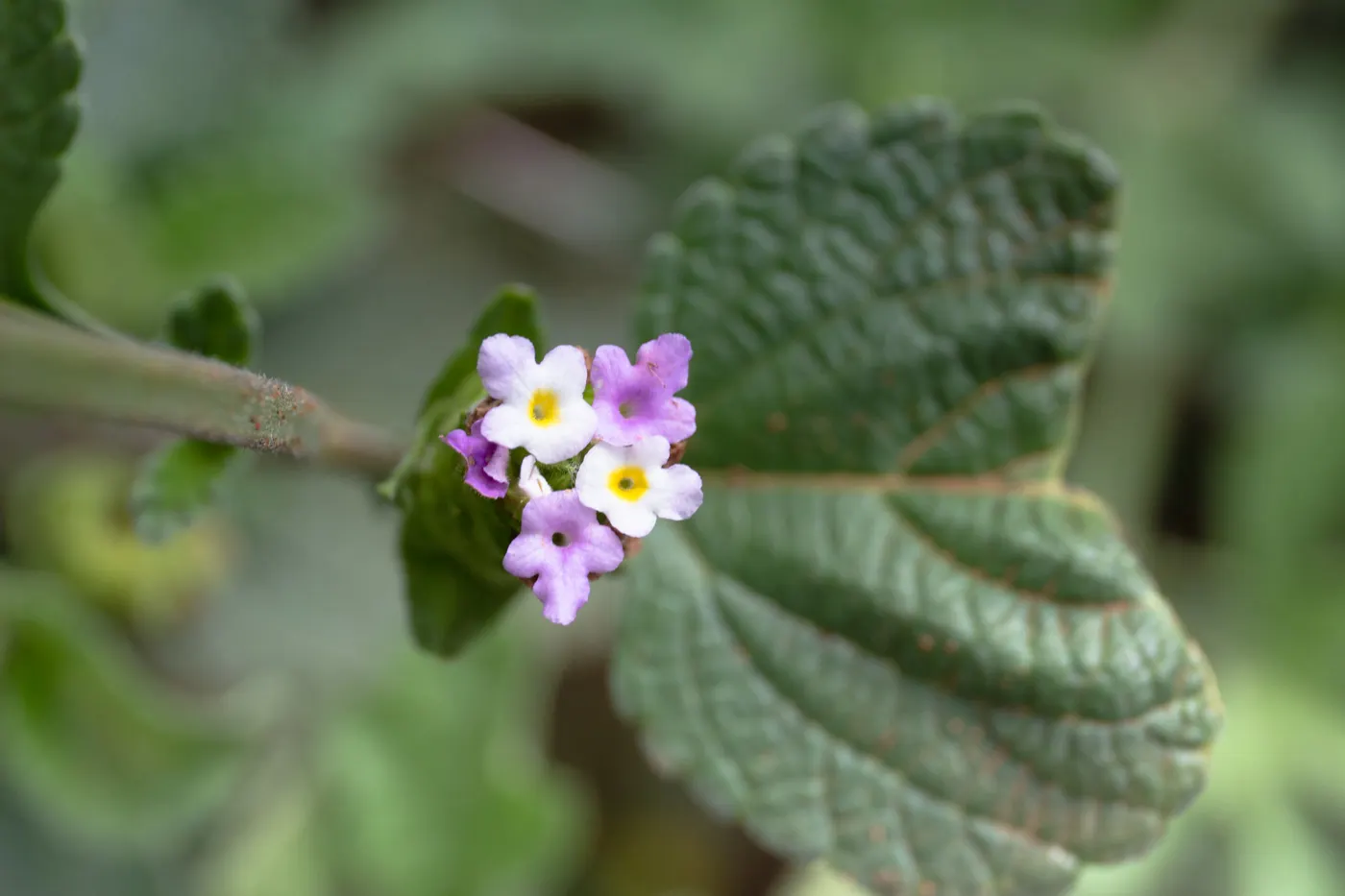 Pink Lantana (Lantana Camara 'Bandana Pink') — tubular flowers that exhibit a cheerful palette of pink hues; which may transition into a lighter, image 84