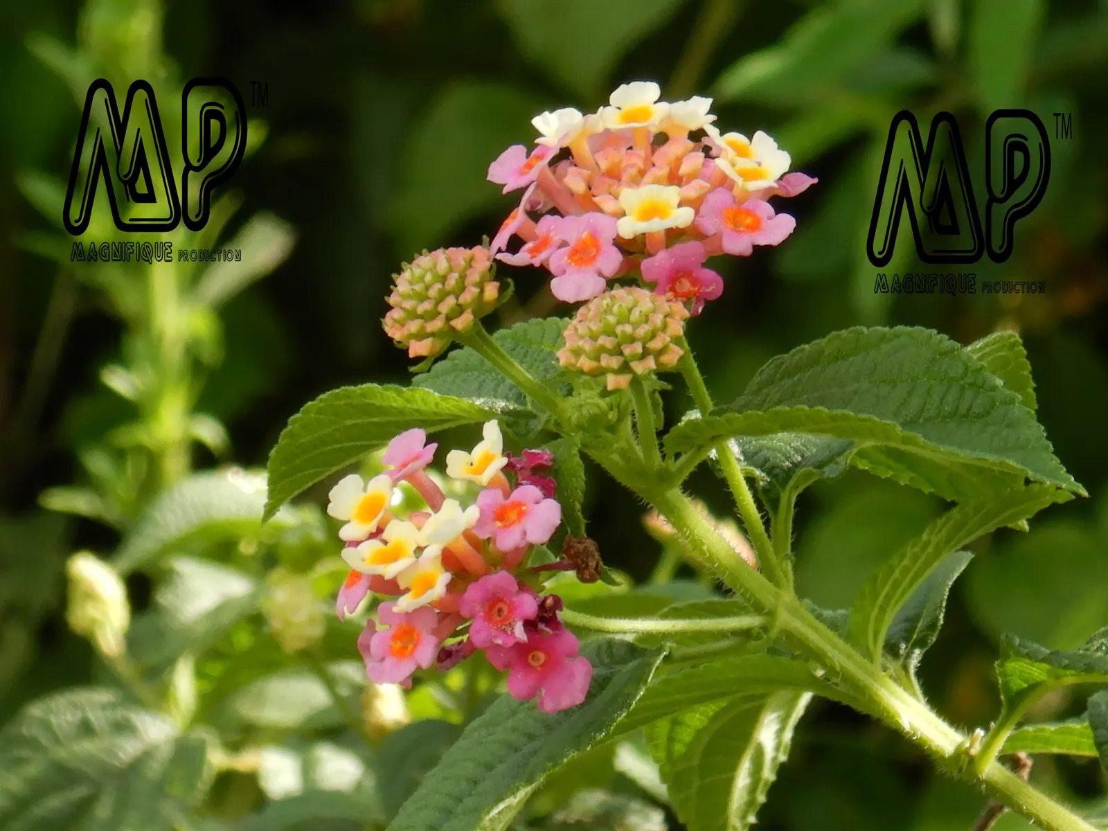 Pink Lantana (Lantana Camara 'Bandana Pink') — Pink Lantana requires minimal watering