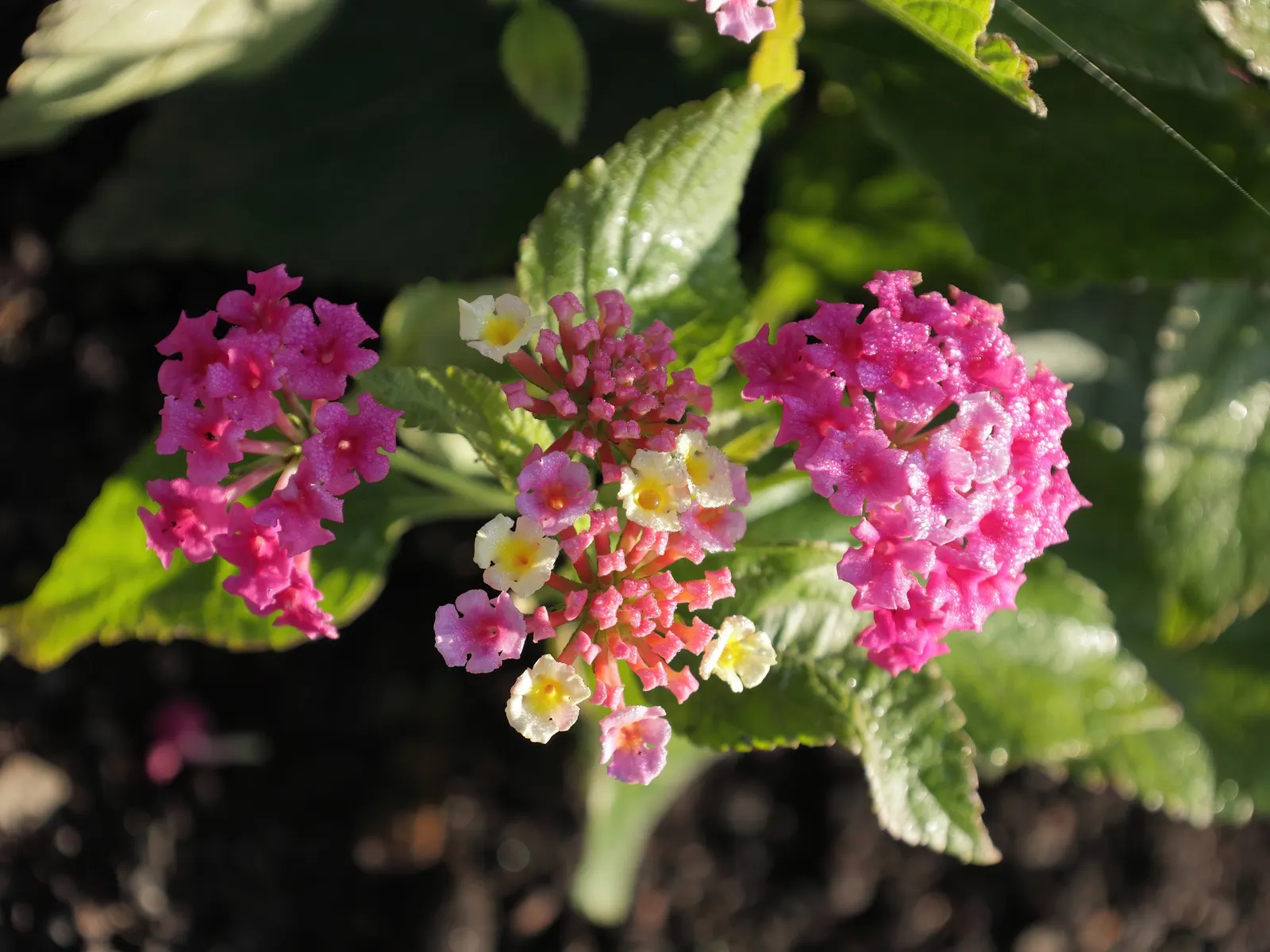 Pink Lantana (Lantana Camara 'Bandana Pink') — which may transition into a lighter shade with age; being drought-tolerant once established