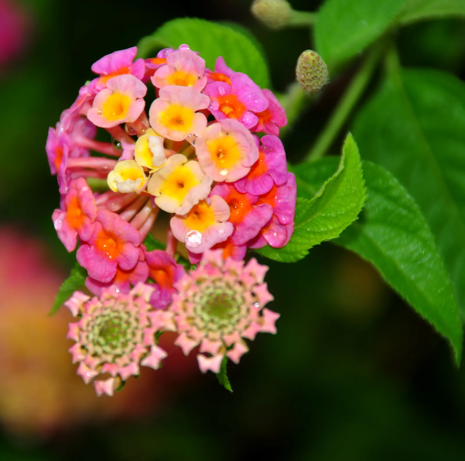 Pink Lantana (Lantana Camara 'Bandana Pink') — pink flowers in the garden