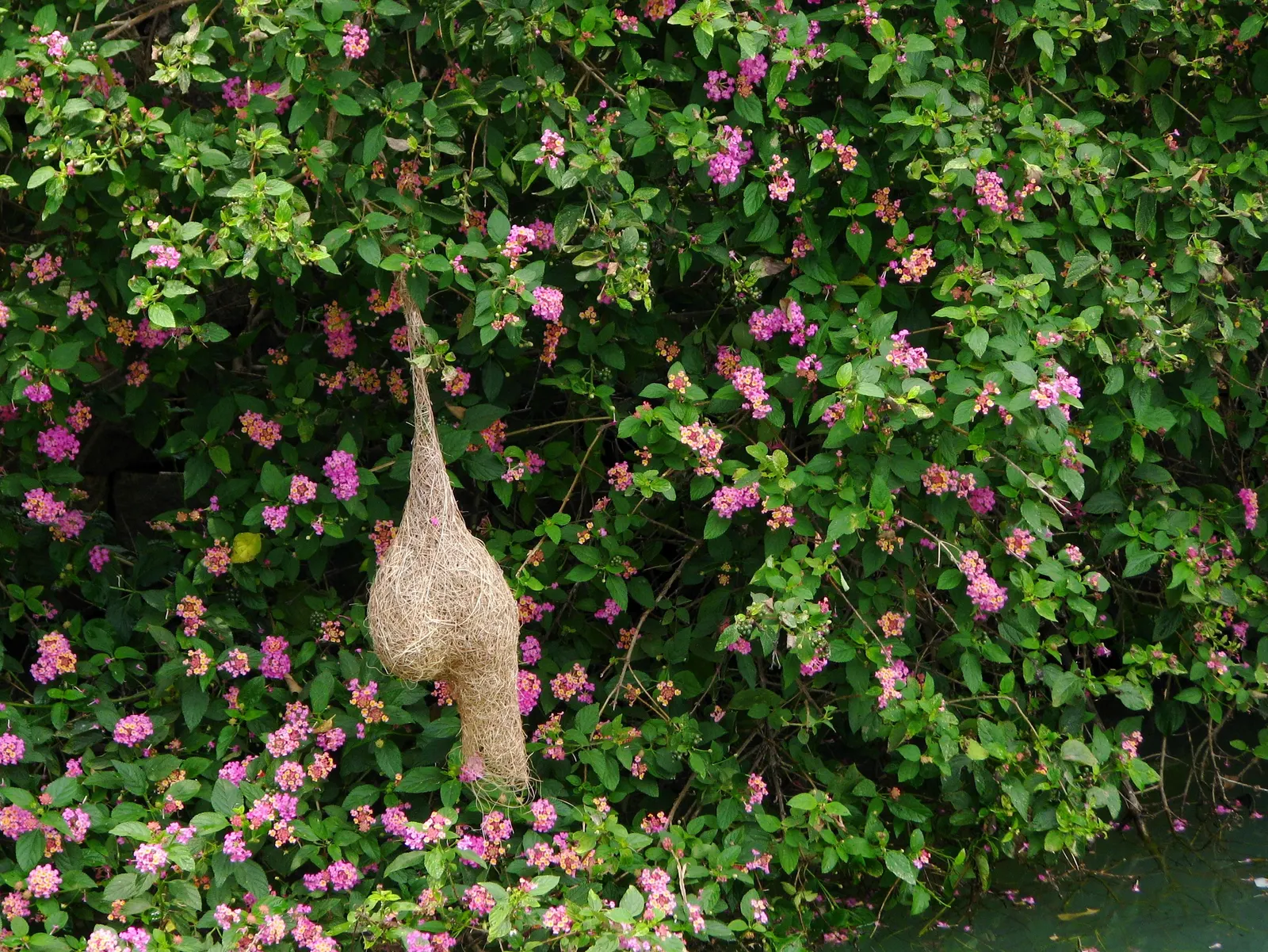 Pink Lantana (Lantana Camara 'Bandana Pink') — displaying clusters of bold pink flowers that attract pollinators; these flowers continually bloom, image 52