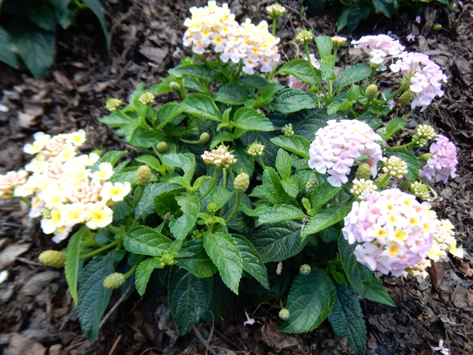 Pink Lantana (Lantana Camara 'Bandana Pink') — Use in beds, borders, or containers for continuous summer color; pink Lantana's compact growth habit, image 81