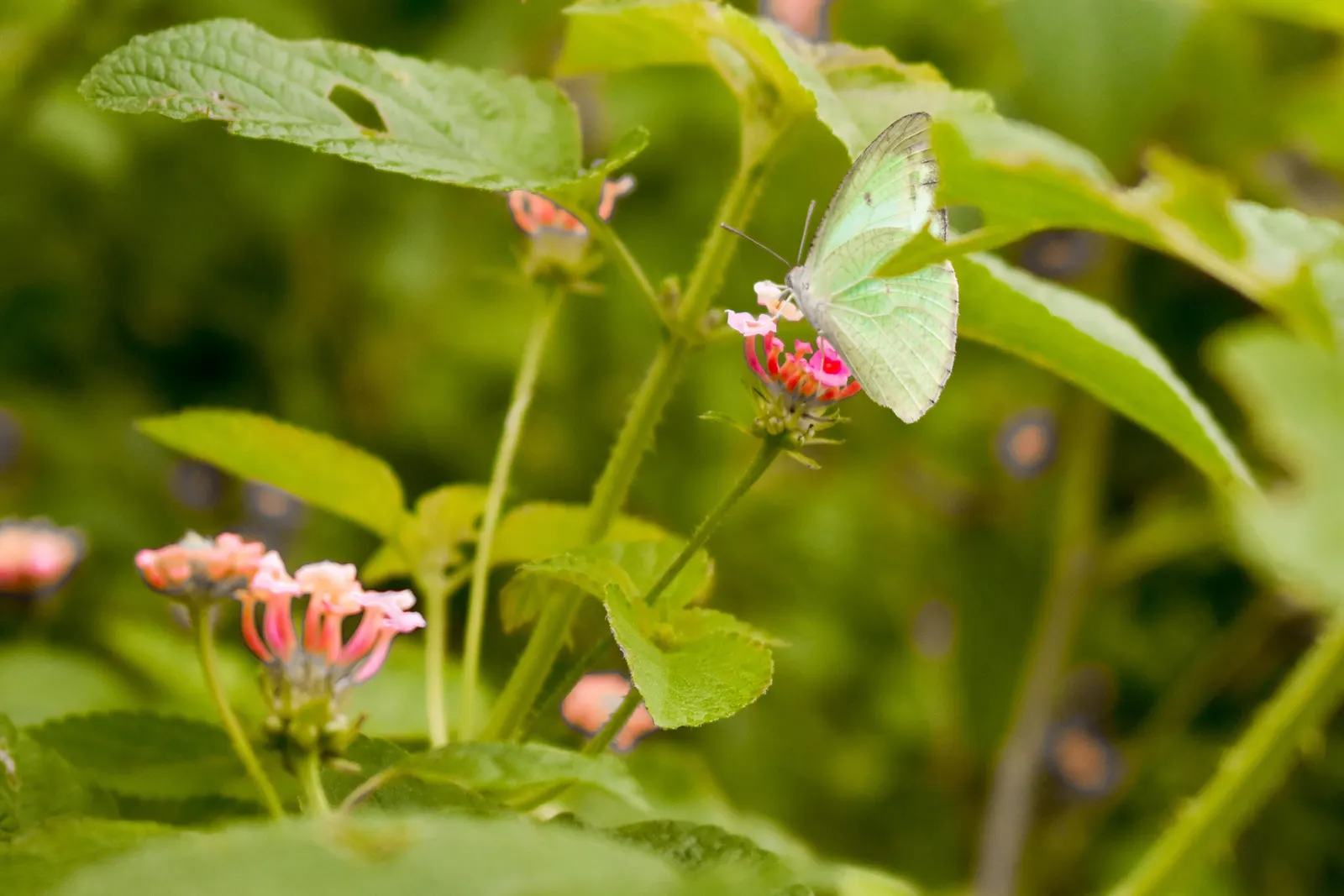 Pink Lantana (Lantana Camara 'Bandana Pink') — pink flowers in the garden; commonly referred to as Pink Lantana