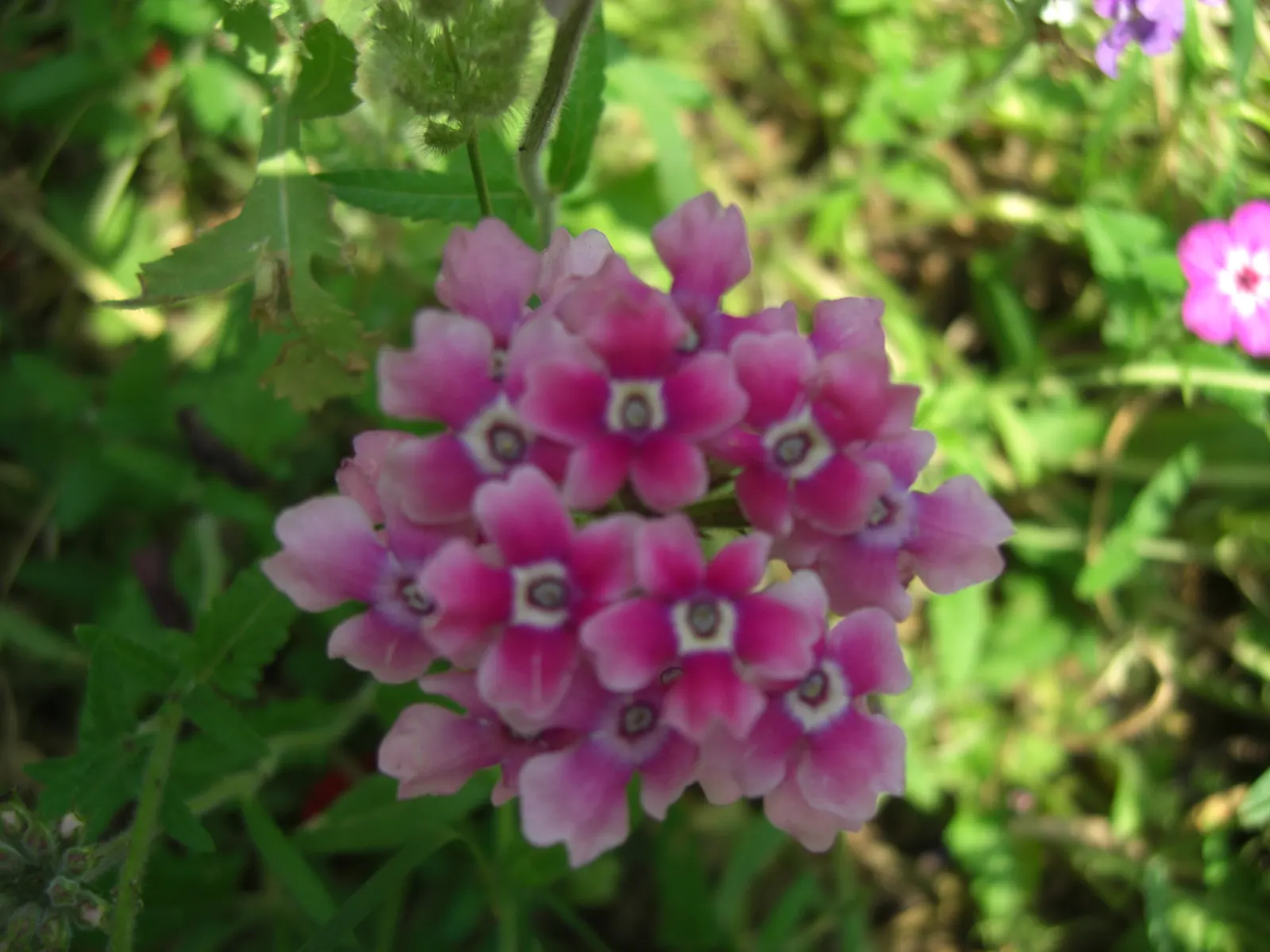 Pink Lantana (Lantana Camara 'Bandana Pink') — including butterflies and bees, image 88