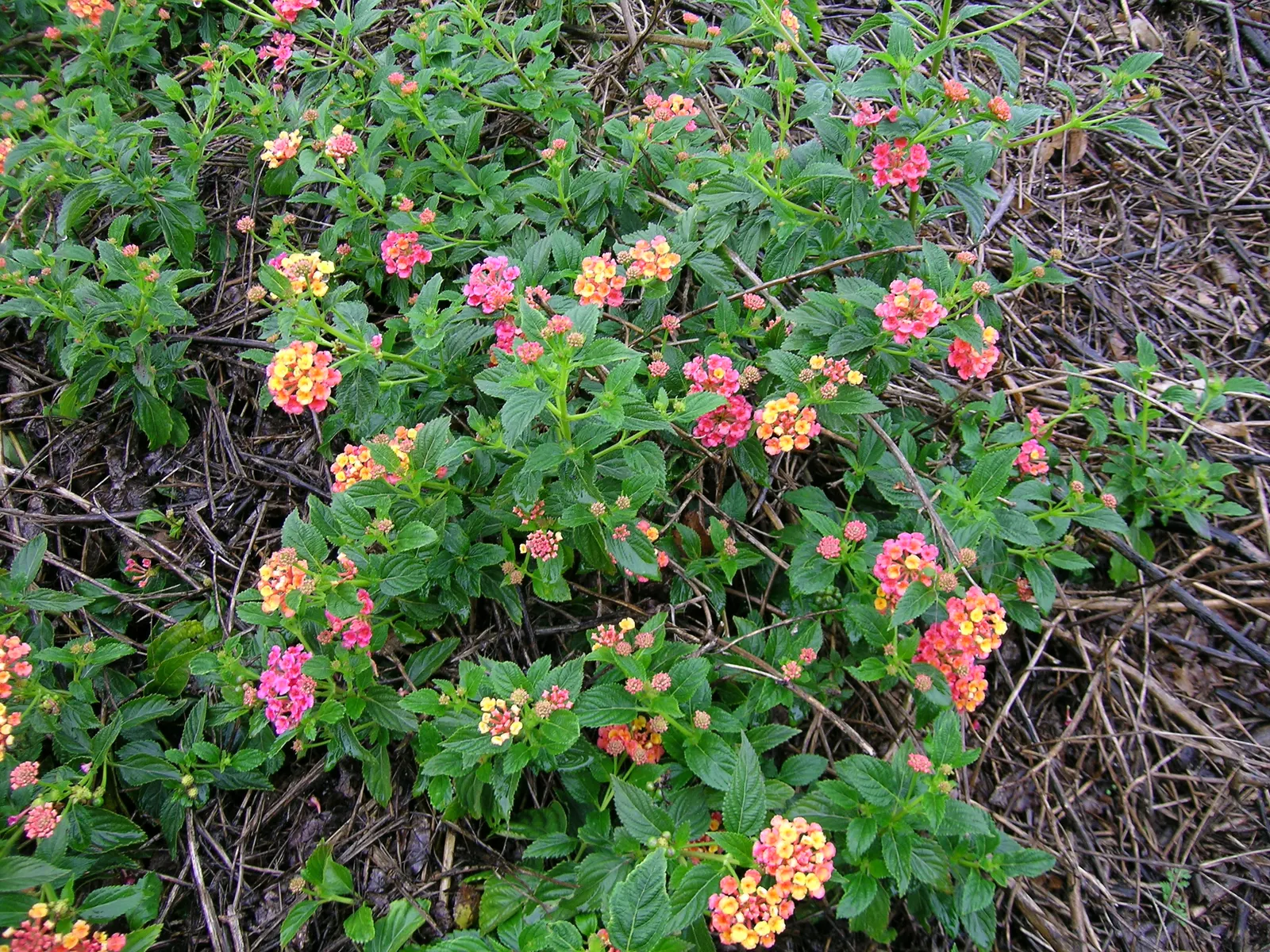 Pink Lantana (Lantana Camara 'Bandana Pink') — Pink Lantana's compact growth habit makes it ideal for use as ground cover