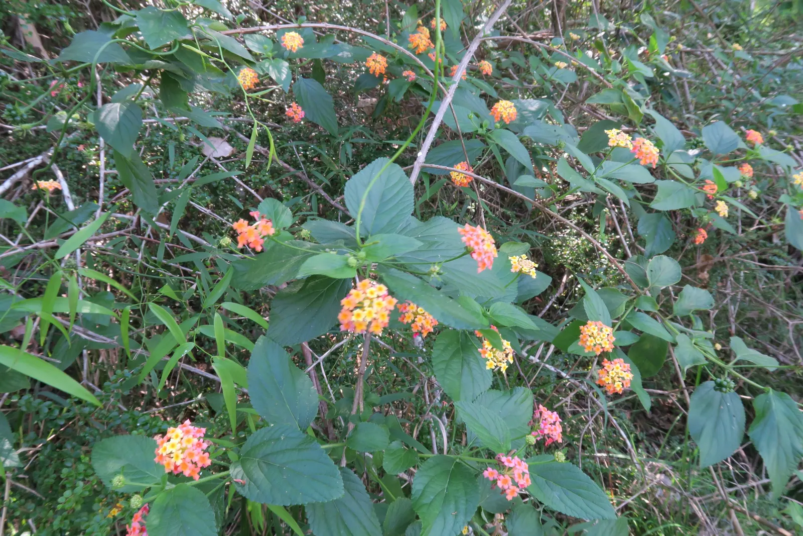 Pink Lantana (Lantana Camara 'Bandana Pink') — It is advisable to wear gloves when handling Lantana; enticing a variety of pollinators, image 70