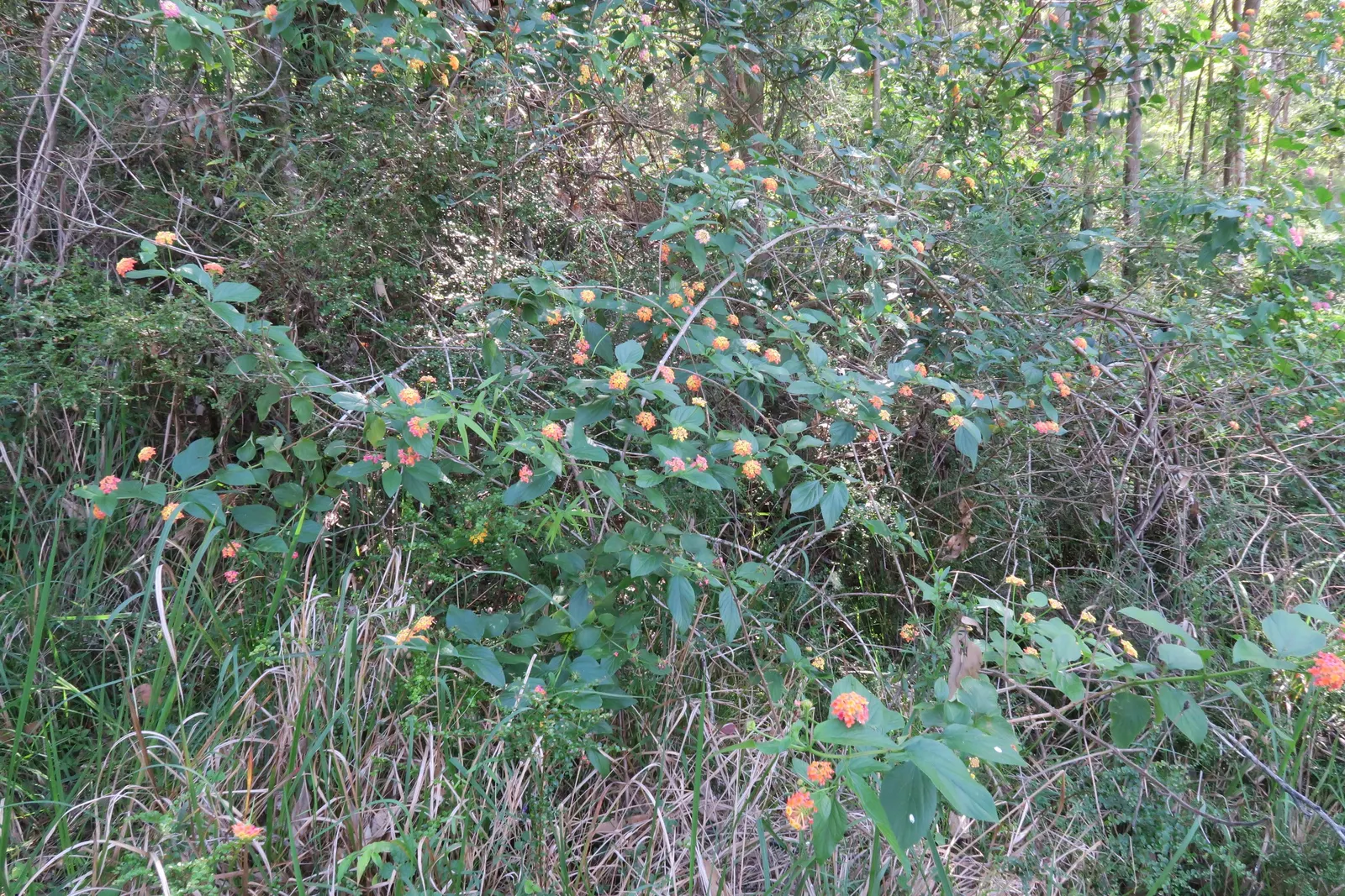 Pink Lantana (Lantana Camara 'Bandana Pink') — Hardy in USDA zones 9-11, it can be treated as an annual in cooler regions; as it can be an irritant, image 57